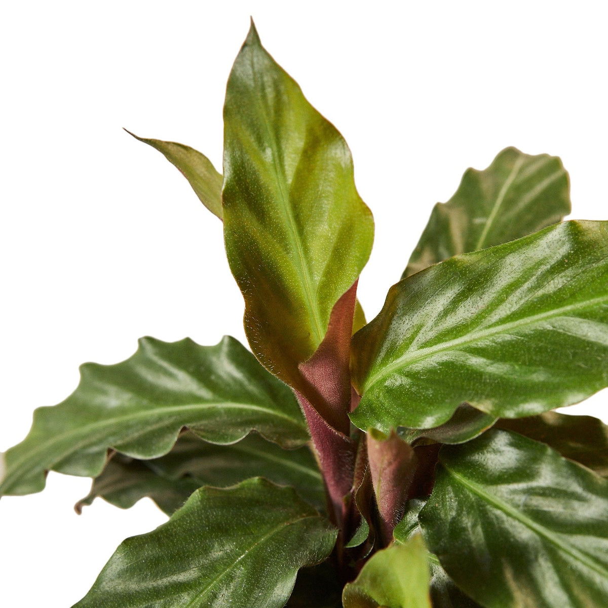 Velvet Calathea