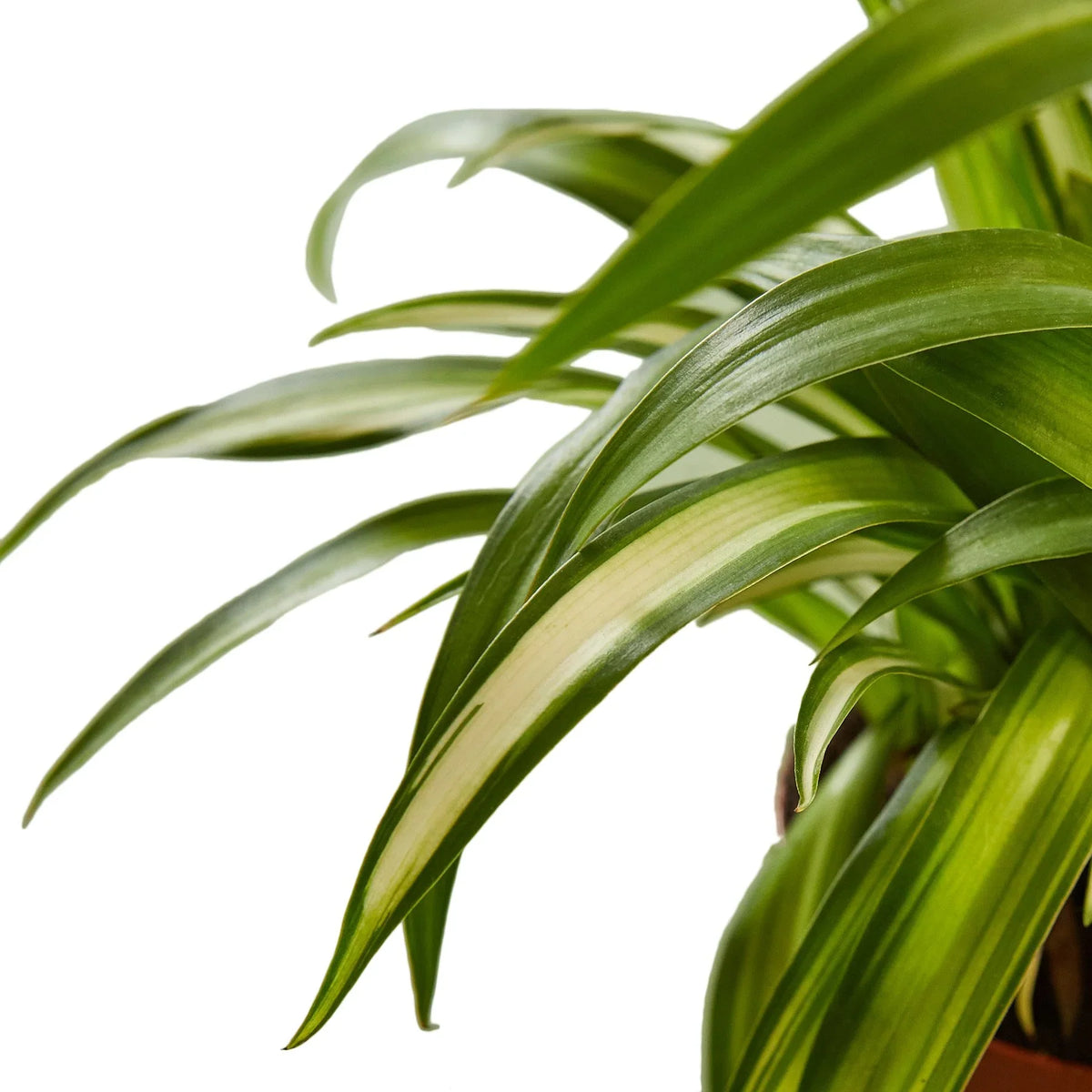 Spider Plant 'Hawaiian'