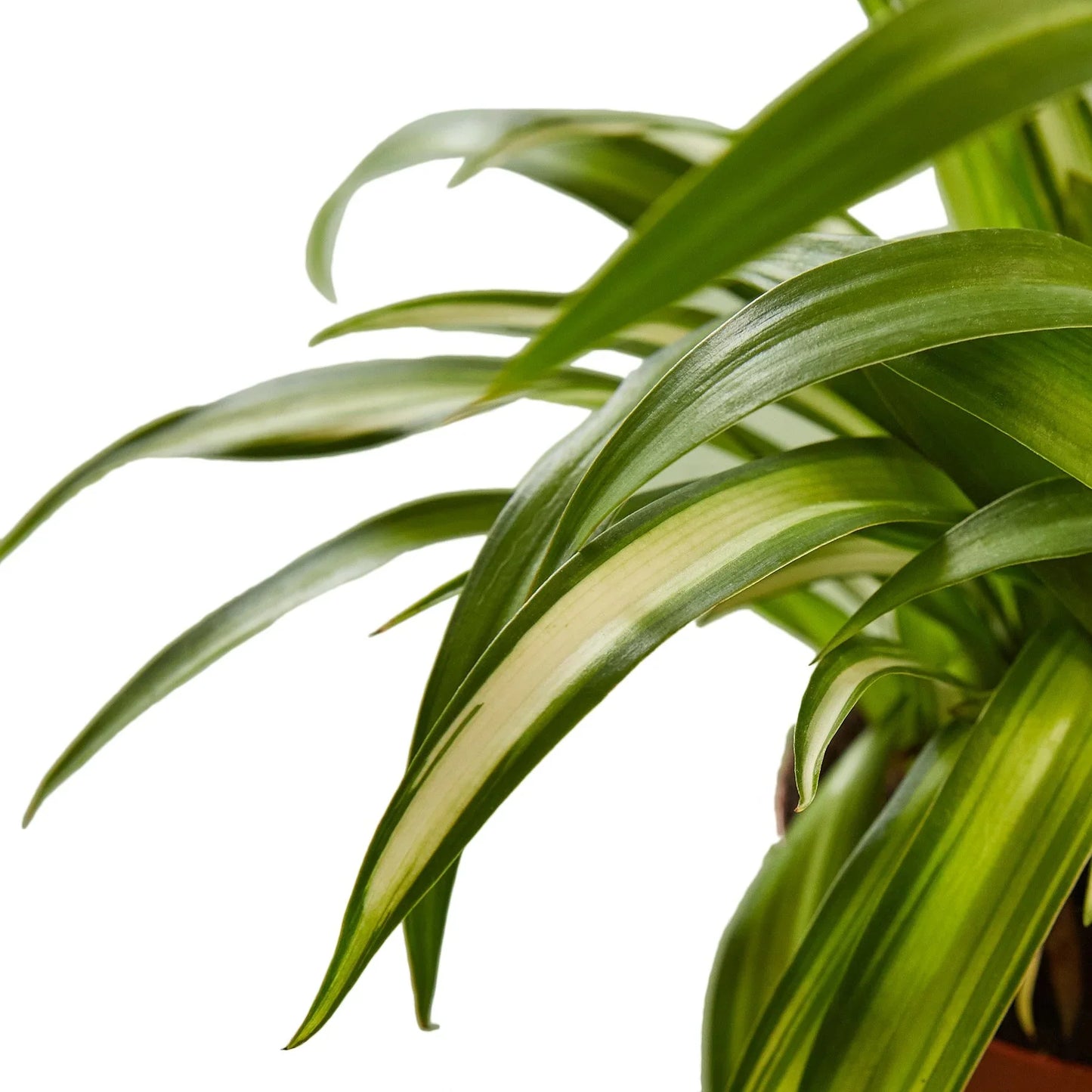 Spider Plant 'Hawaiian'