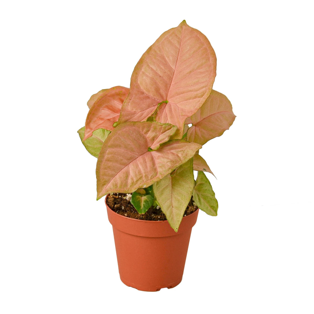 Arrowhead plant 'Strawberry cream'