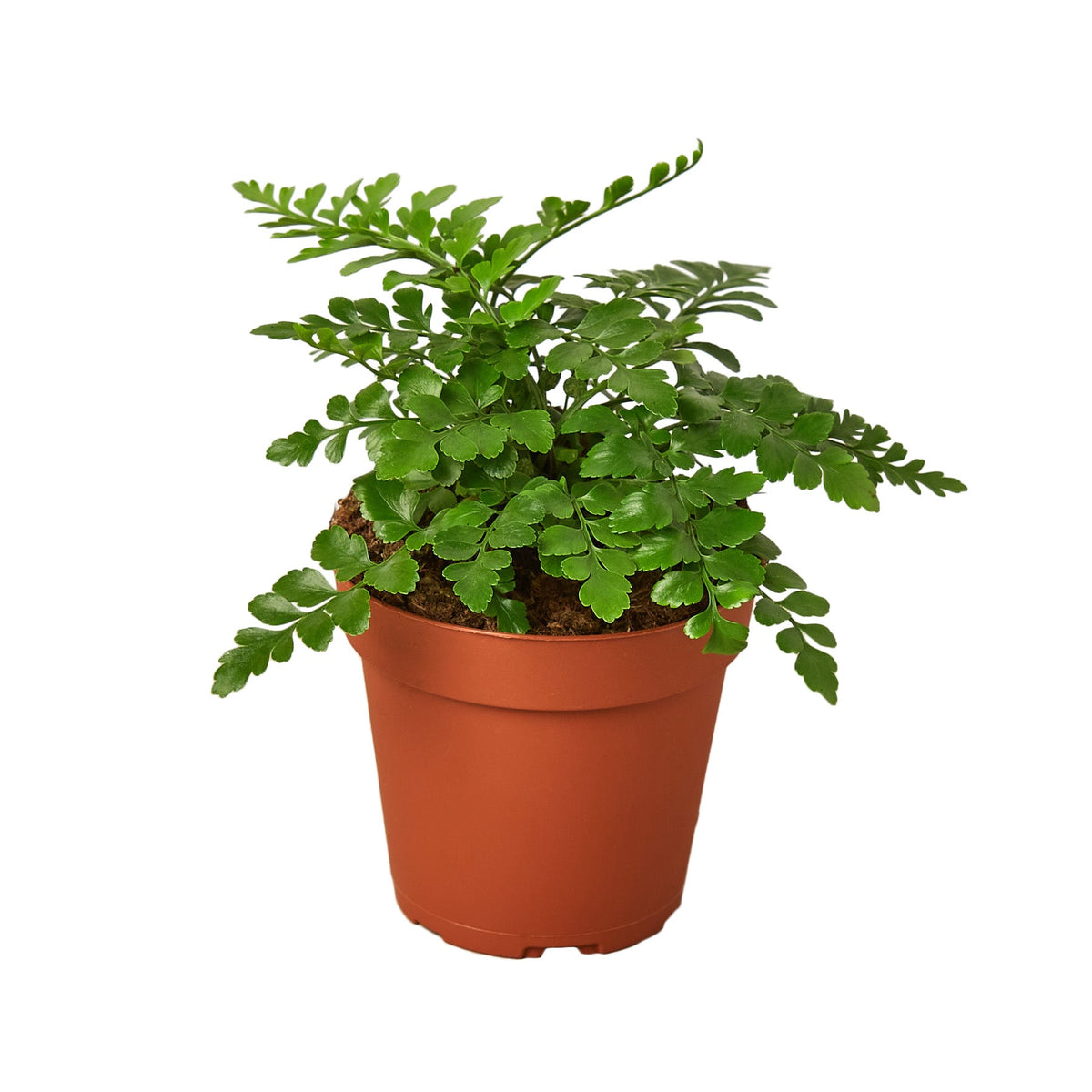 Mother fern