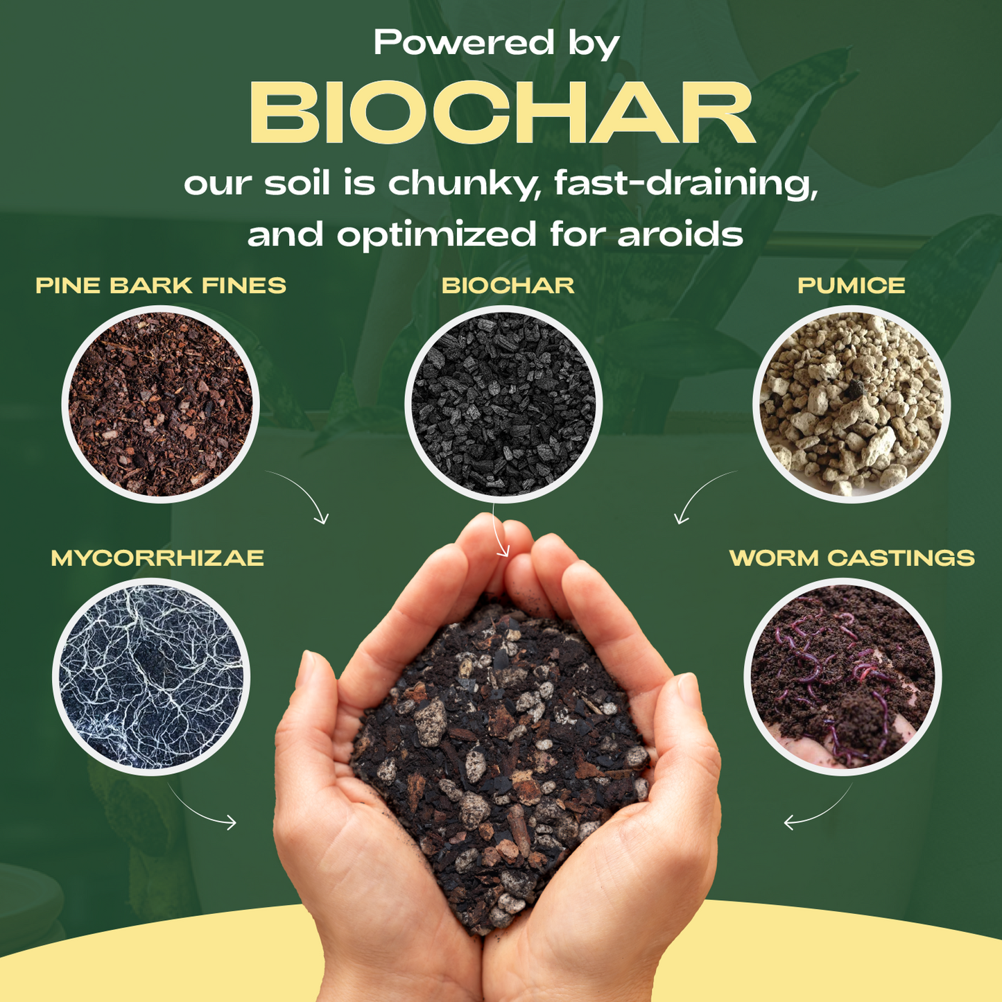 Aroid Soil