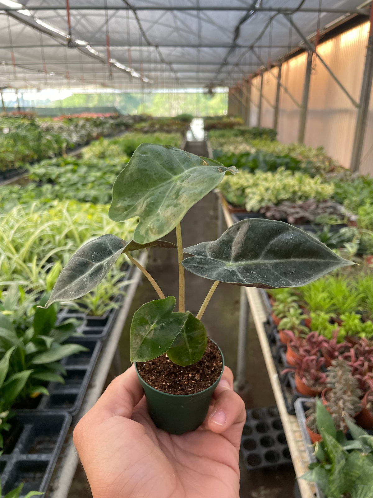 Amazonian Elephant's Ear 'Polly'