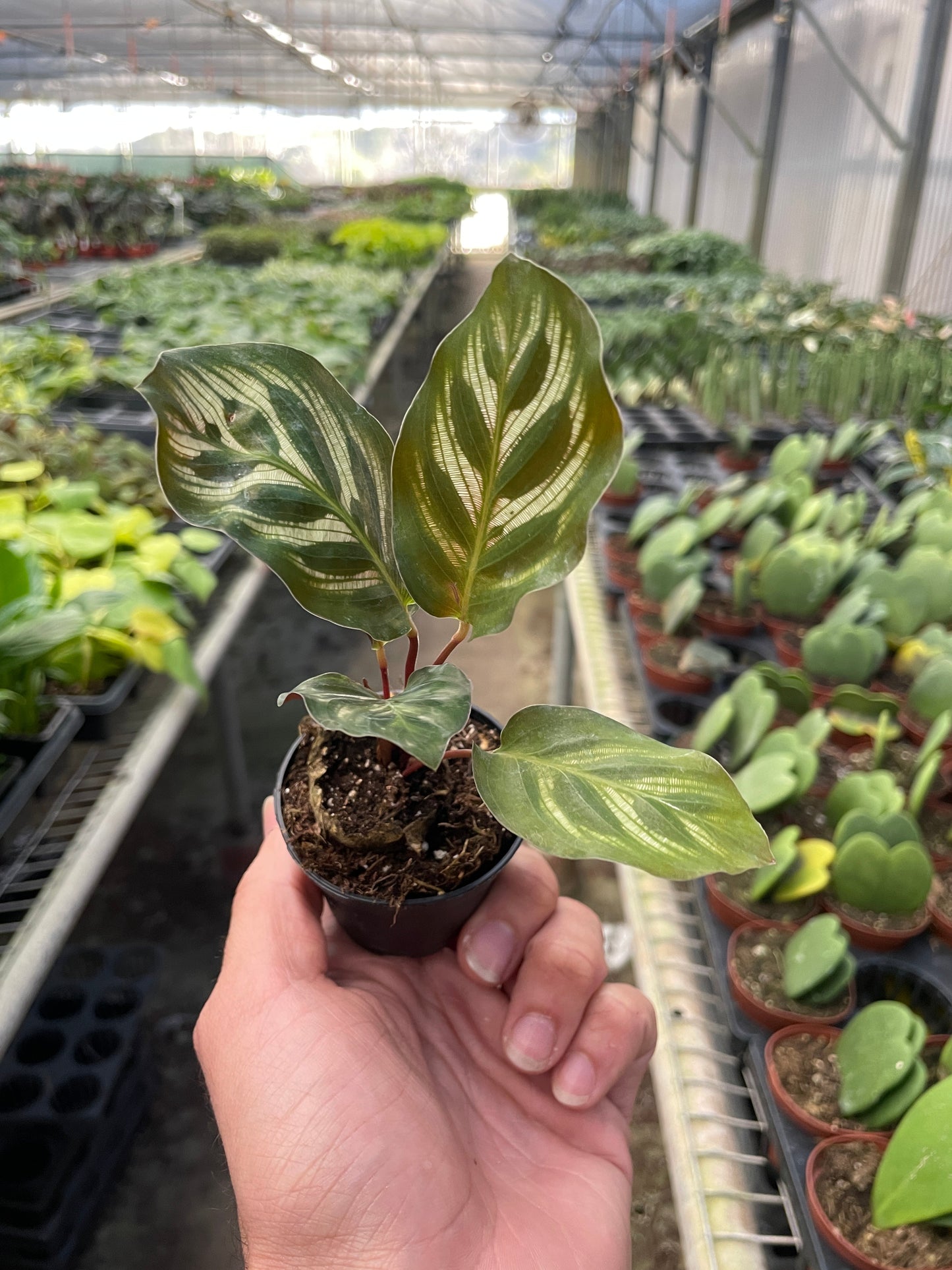 Peacock Plant
