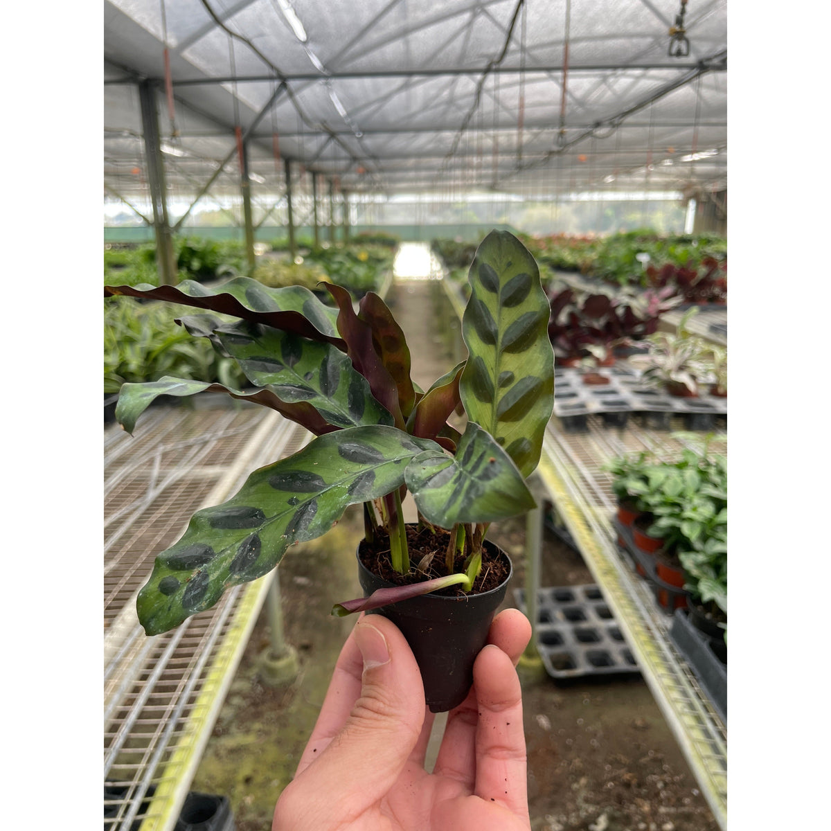 Rattlesnake Plant