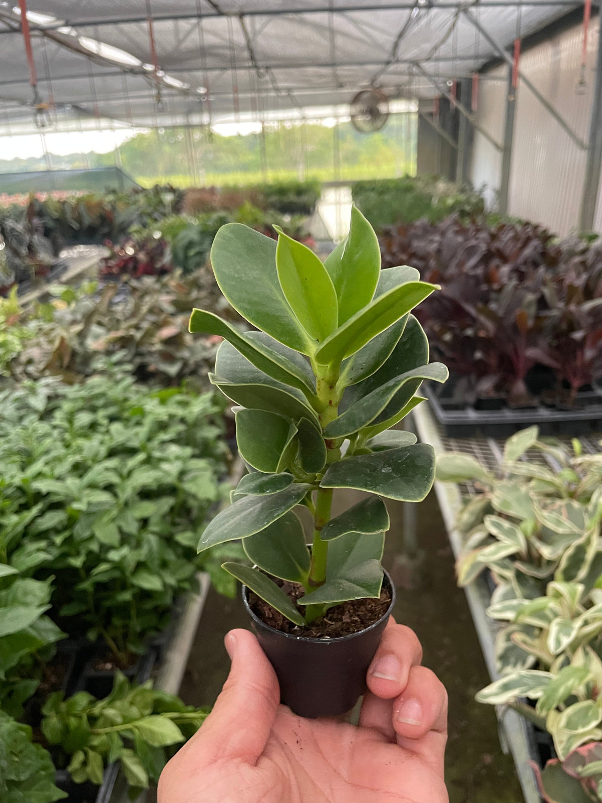 Autograph Tree 'Princess'