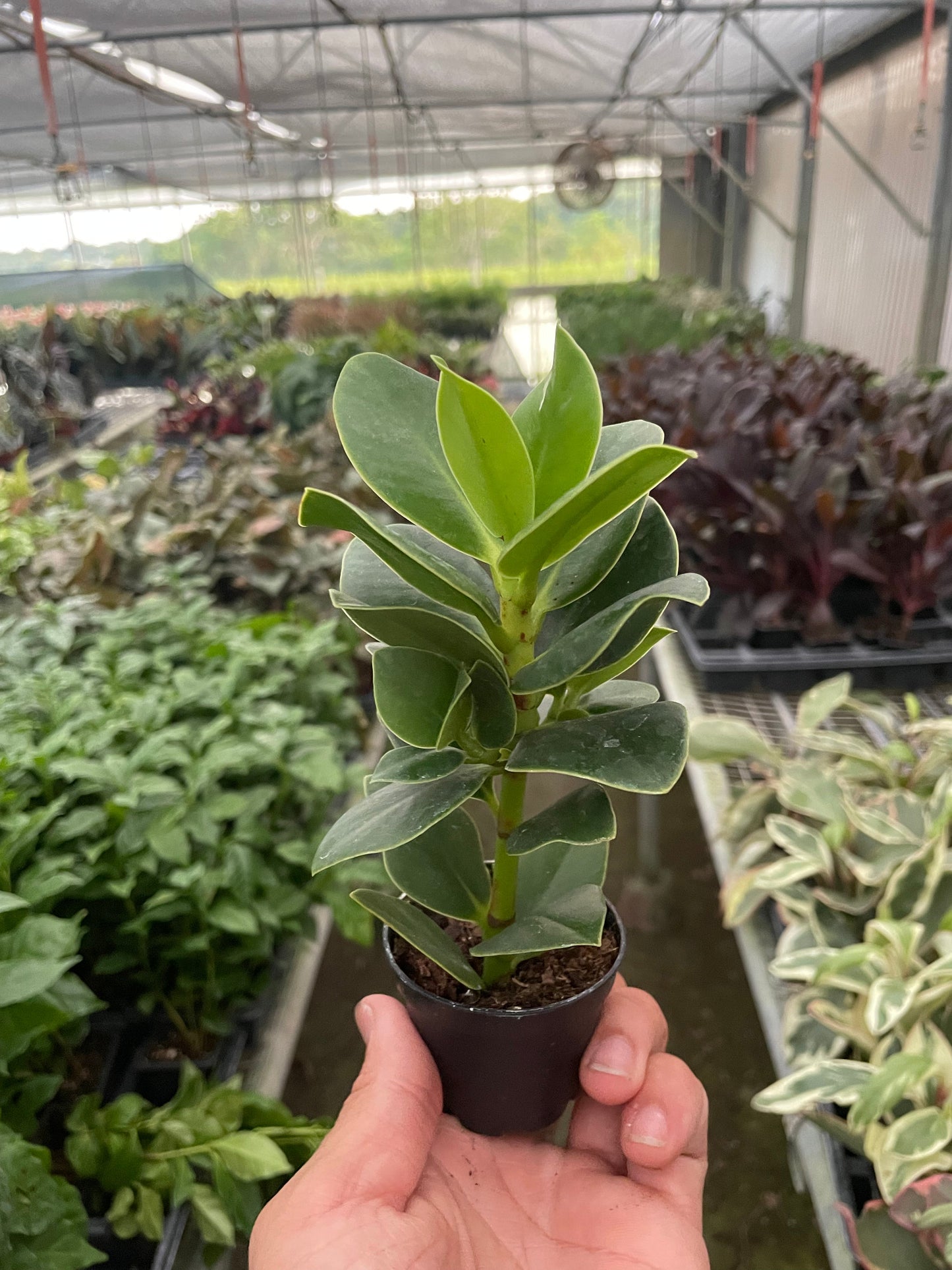 Autograph Tree 'Princess'