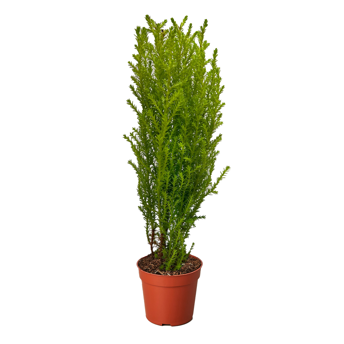Monterey Cypress 'Goldcrest'