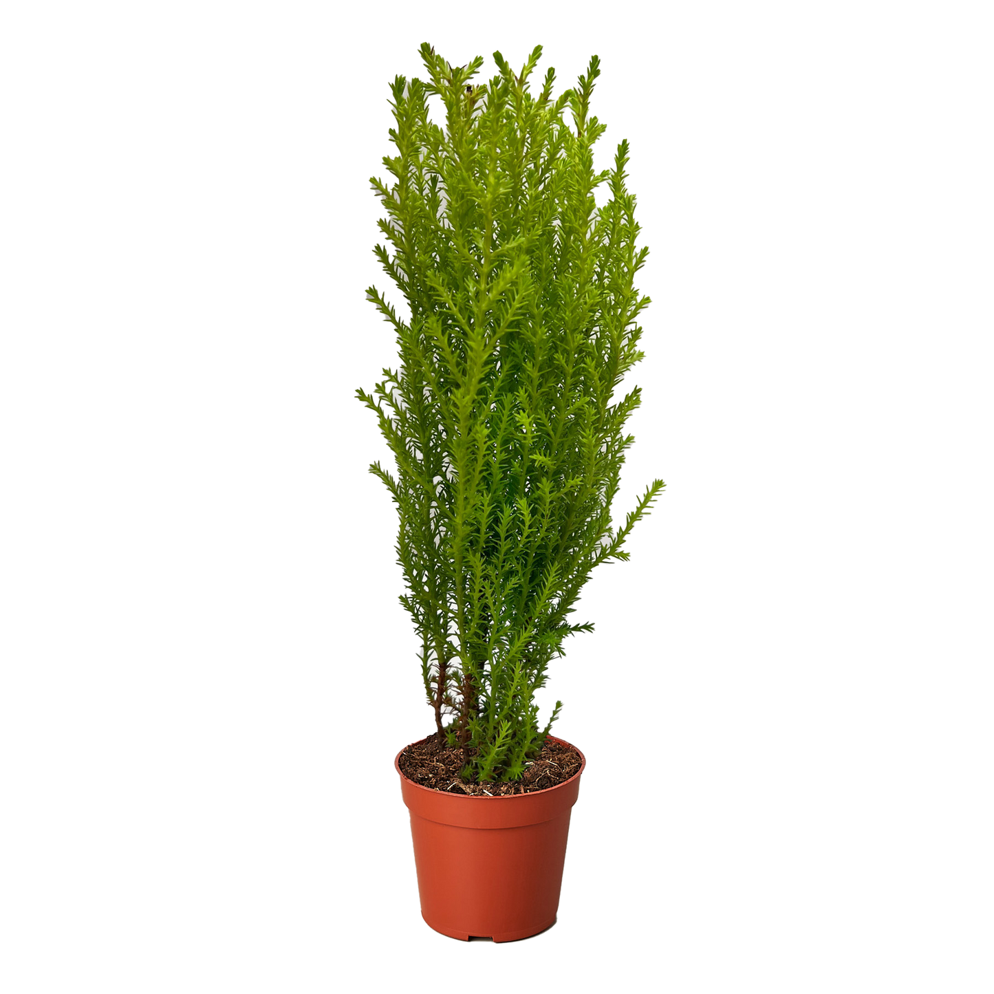 Monterey Cypress 'Goldcrest'