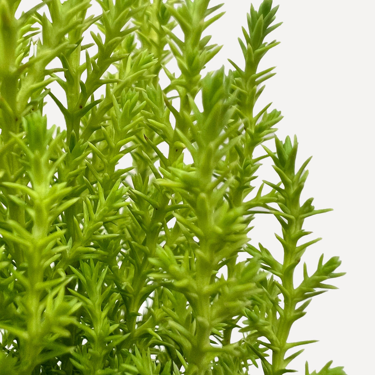 Monterey Cypress 'Goldcrest'