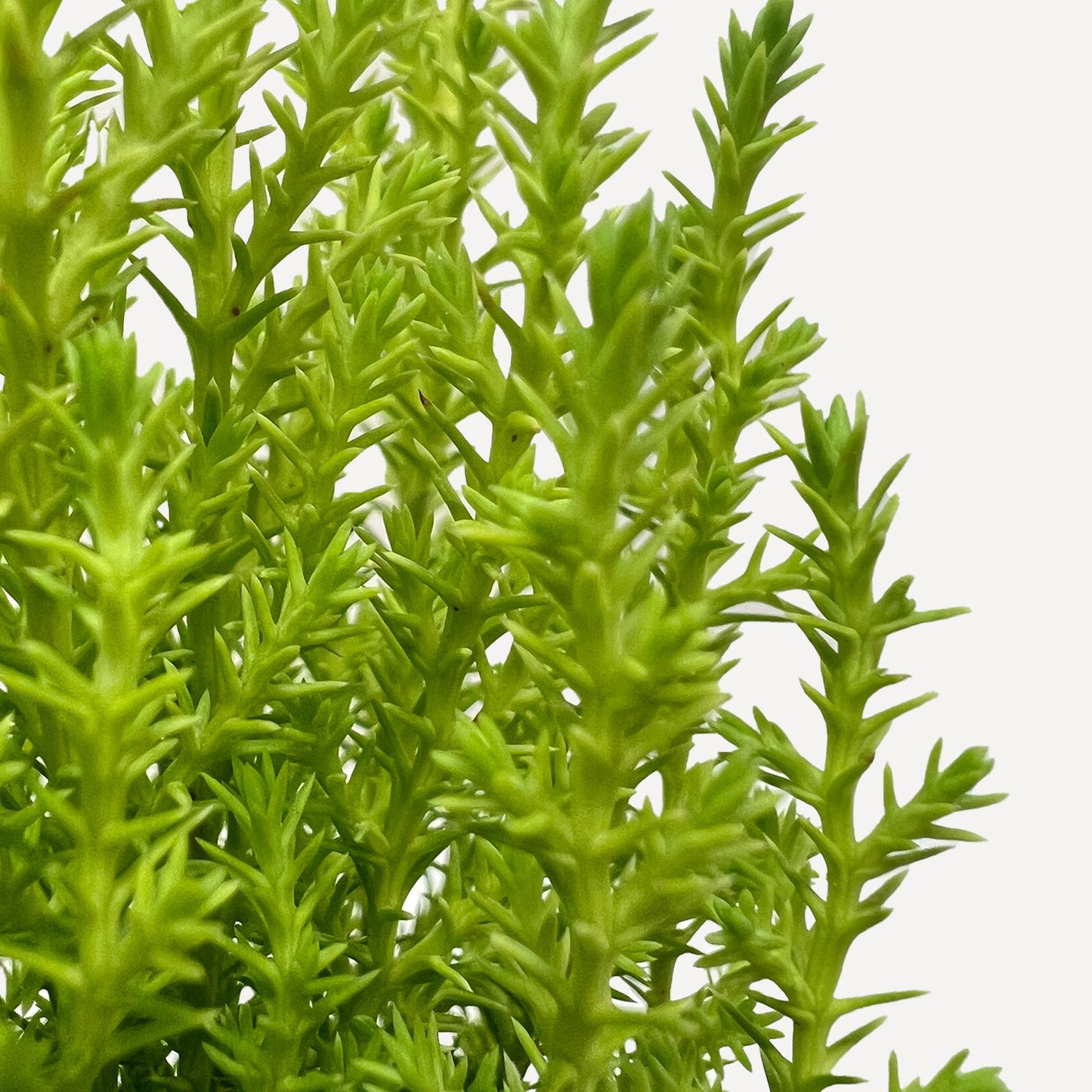 Monterey Cypress 'Goldcrest'