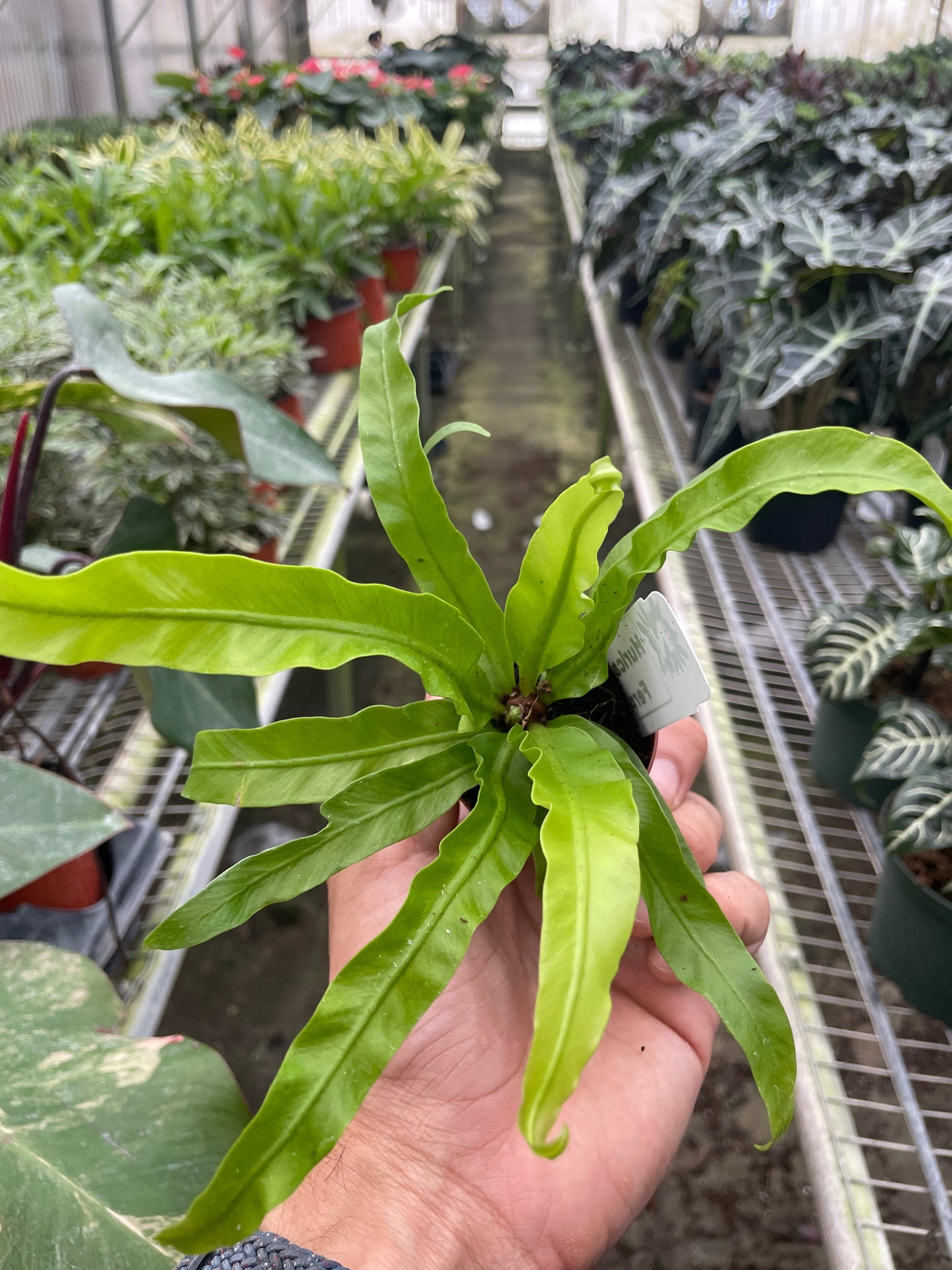 Fern 'Hurricane ('vitasphur')'