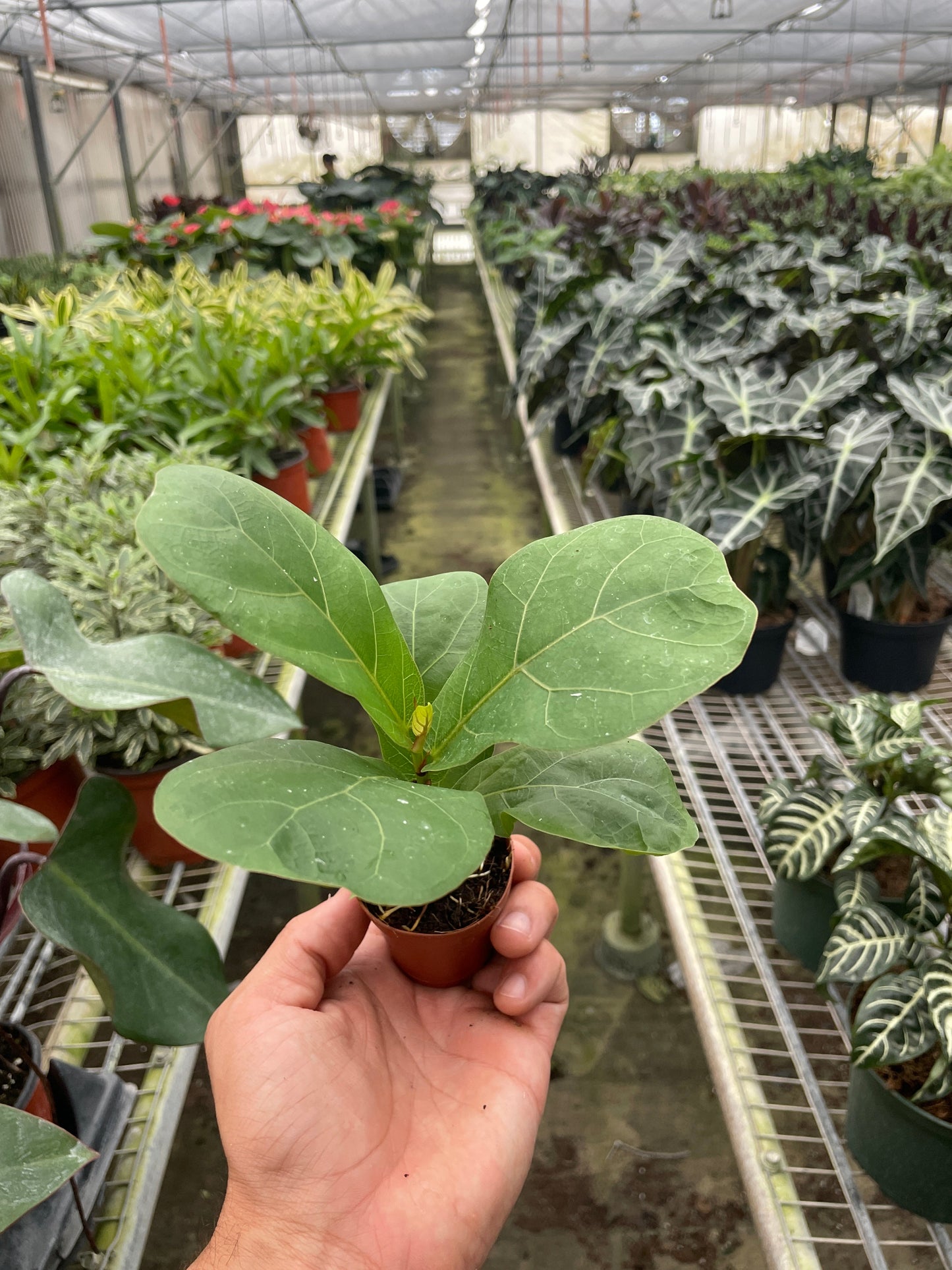Fiddle Leaf Fig