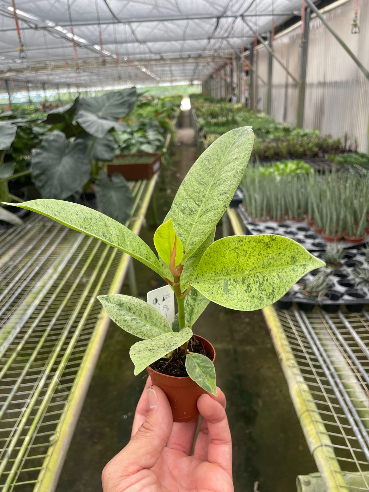 Rubber plant 'shivereana'