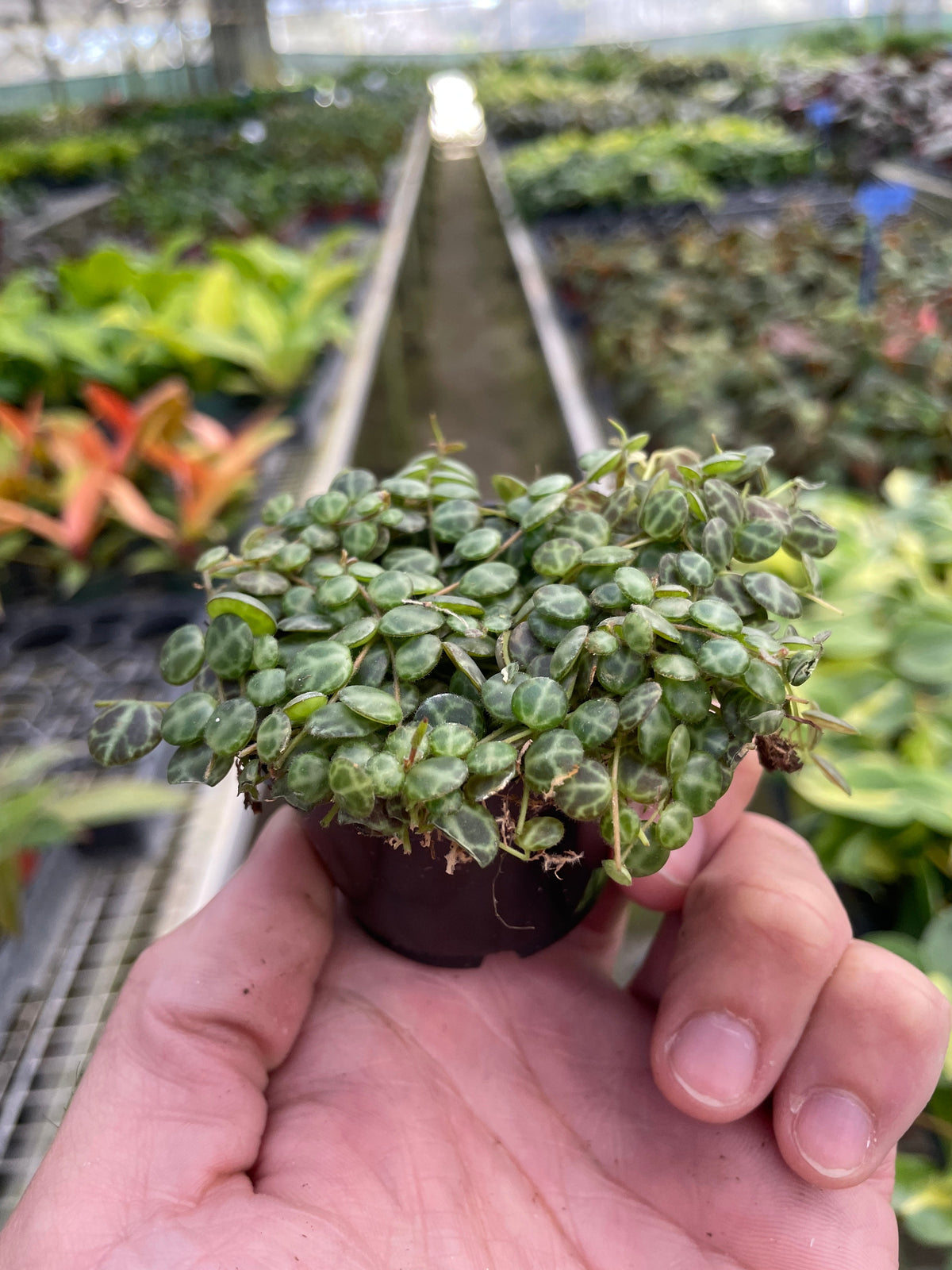 String of Turtles