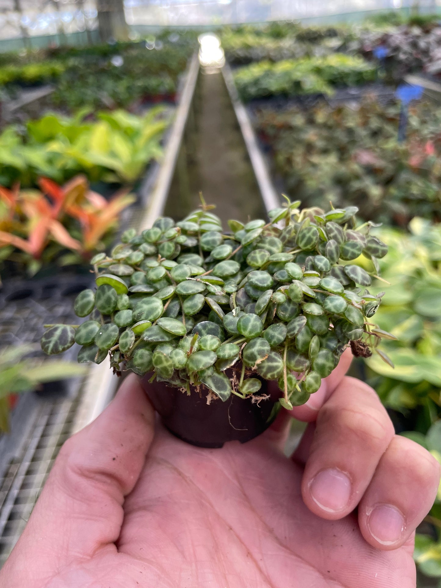 String of Turtles