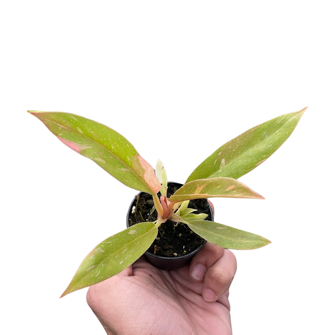 Philodendron 'Ring of Fire'