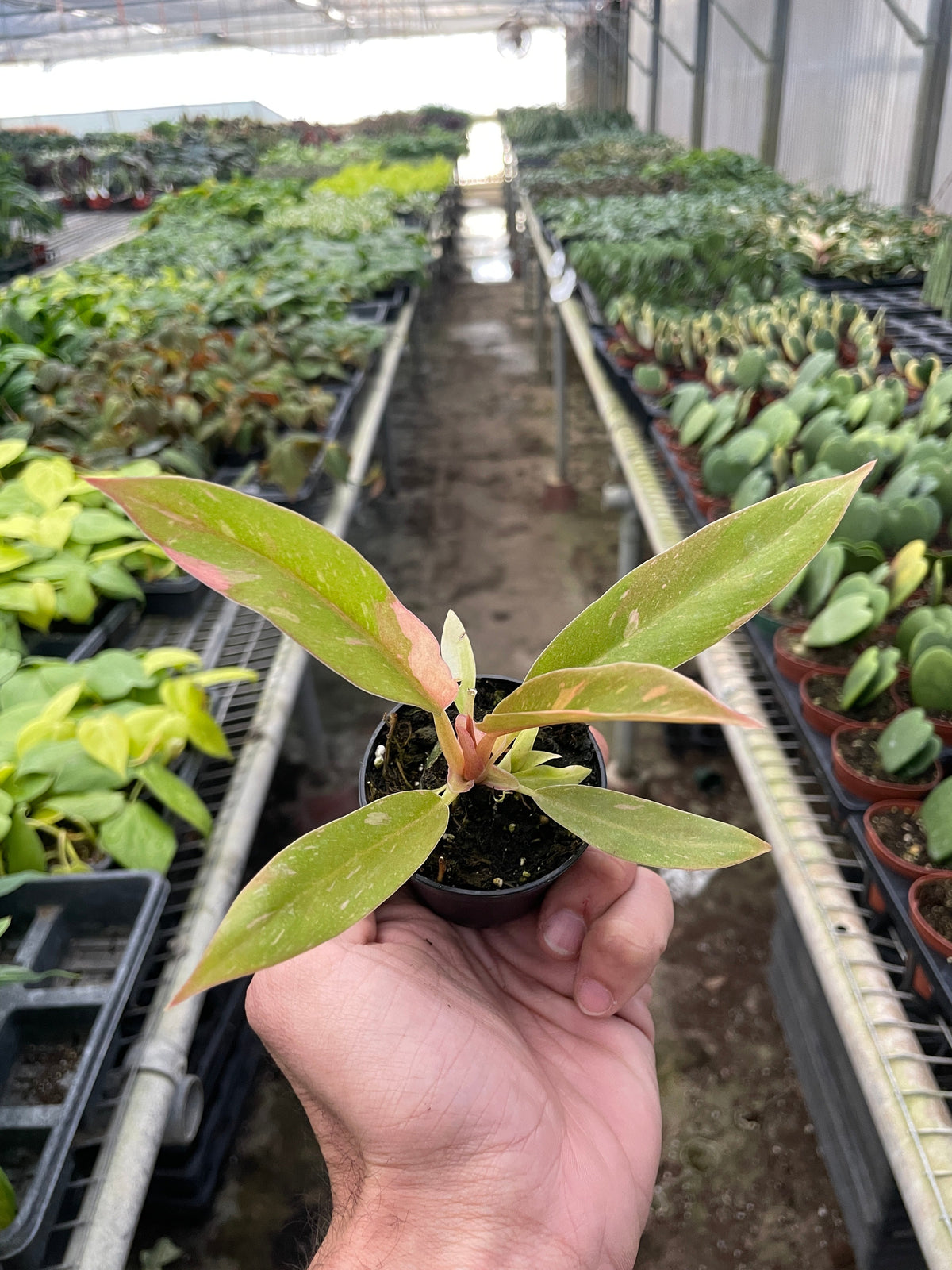 Philodendron 'Ring of Fire'