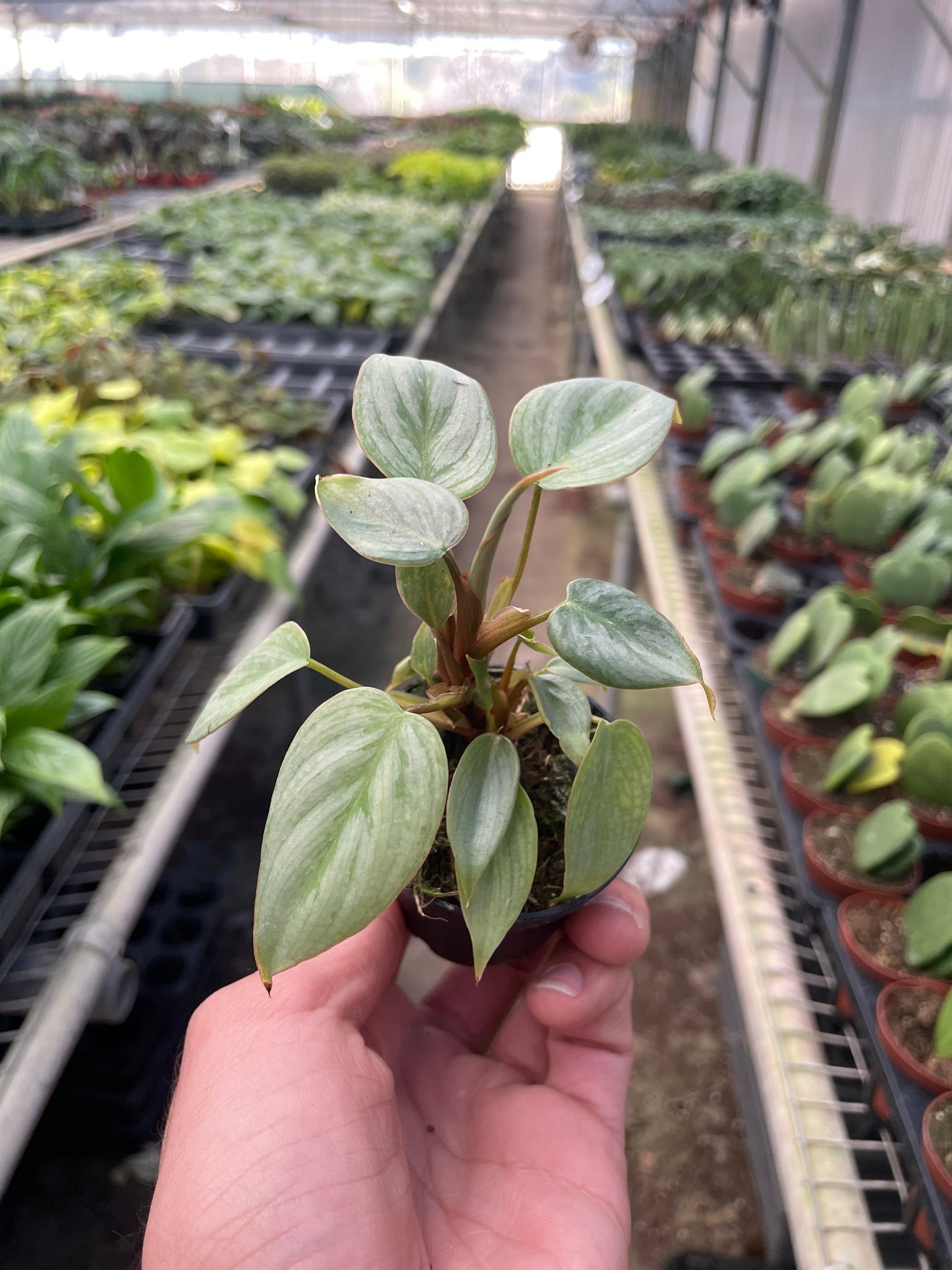 Philodendron sodiroi