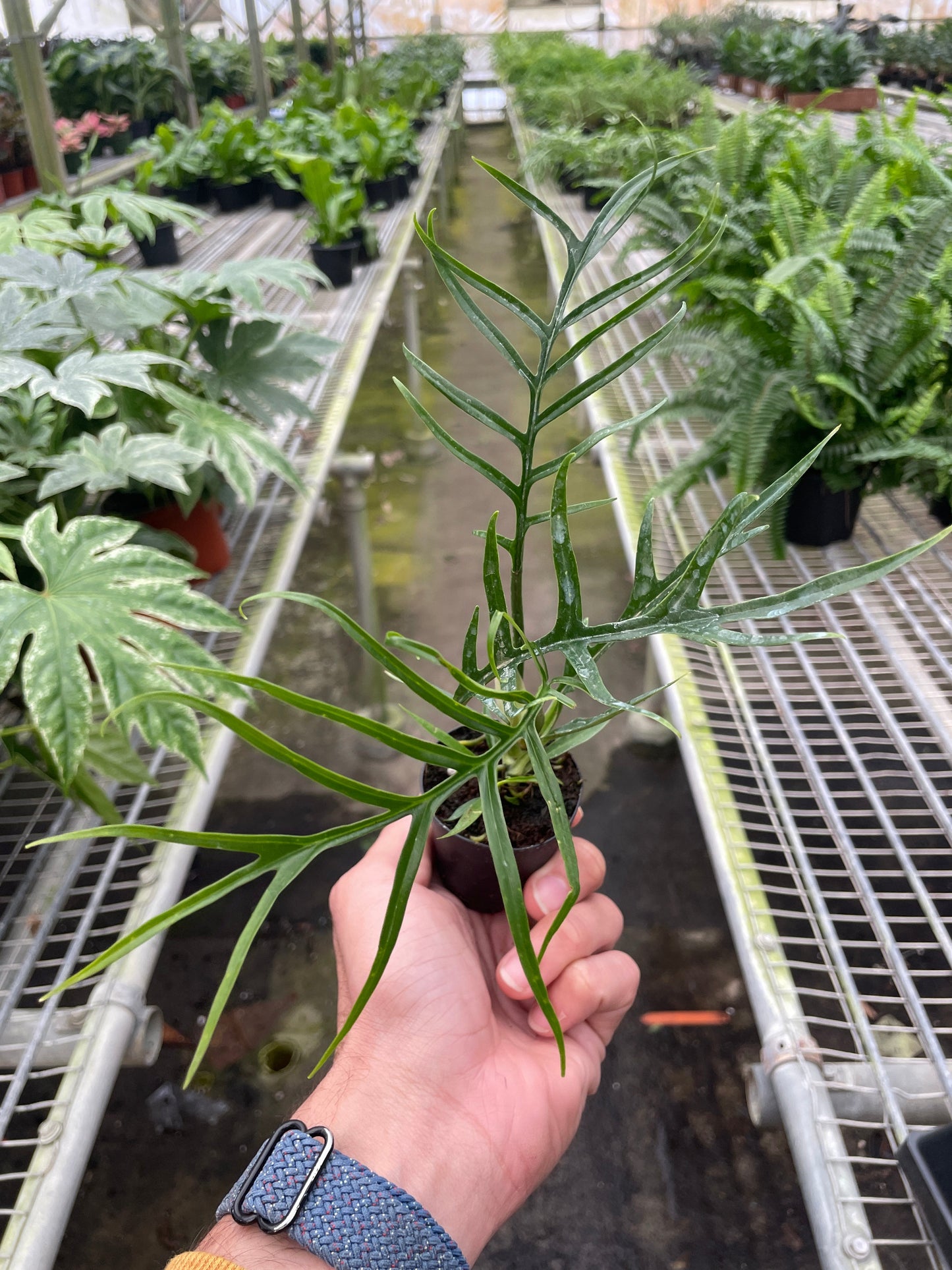 Philodendron tortum
