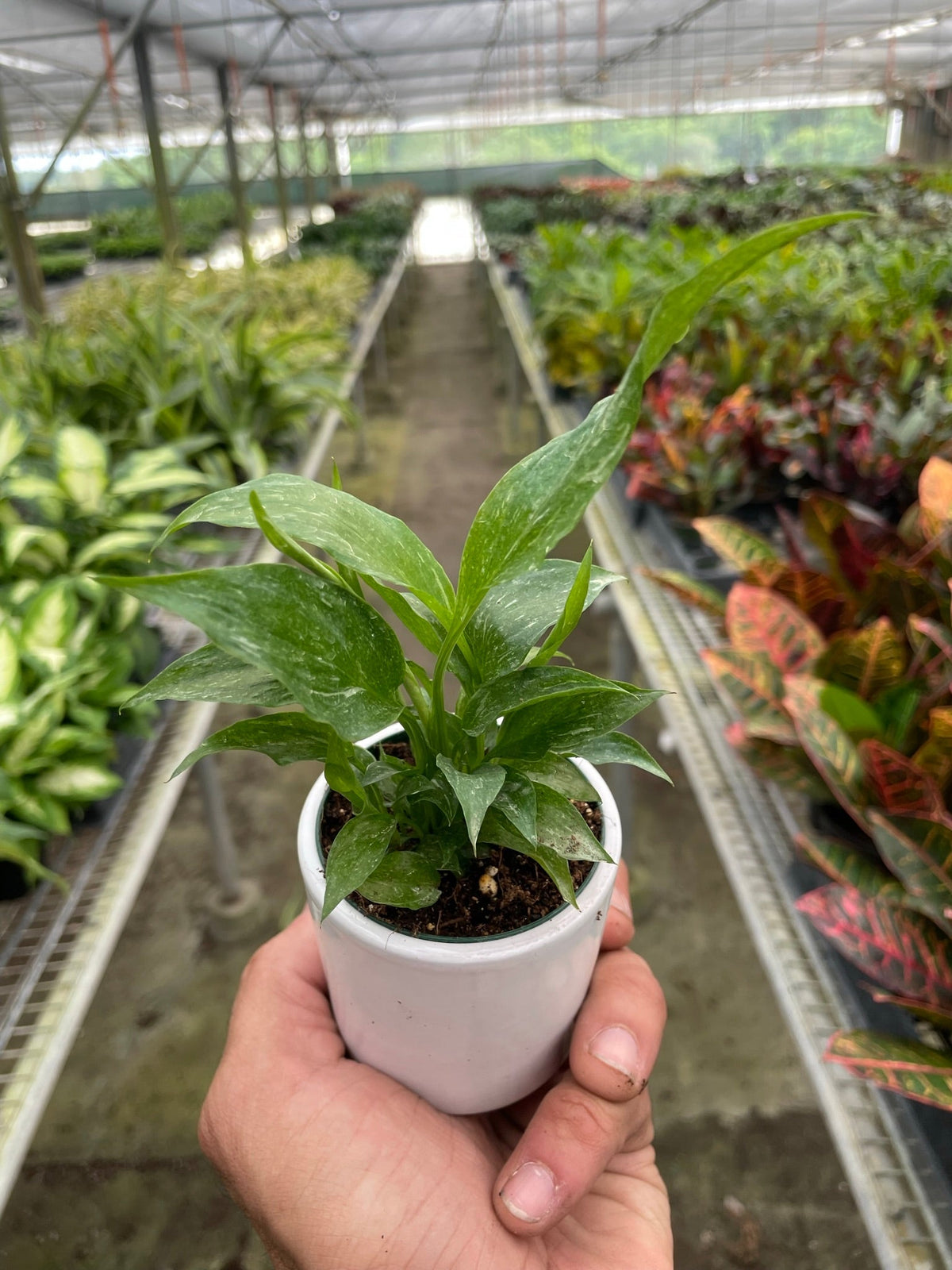Peace Lily 'Domino'