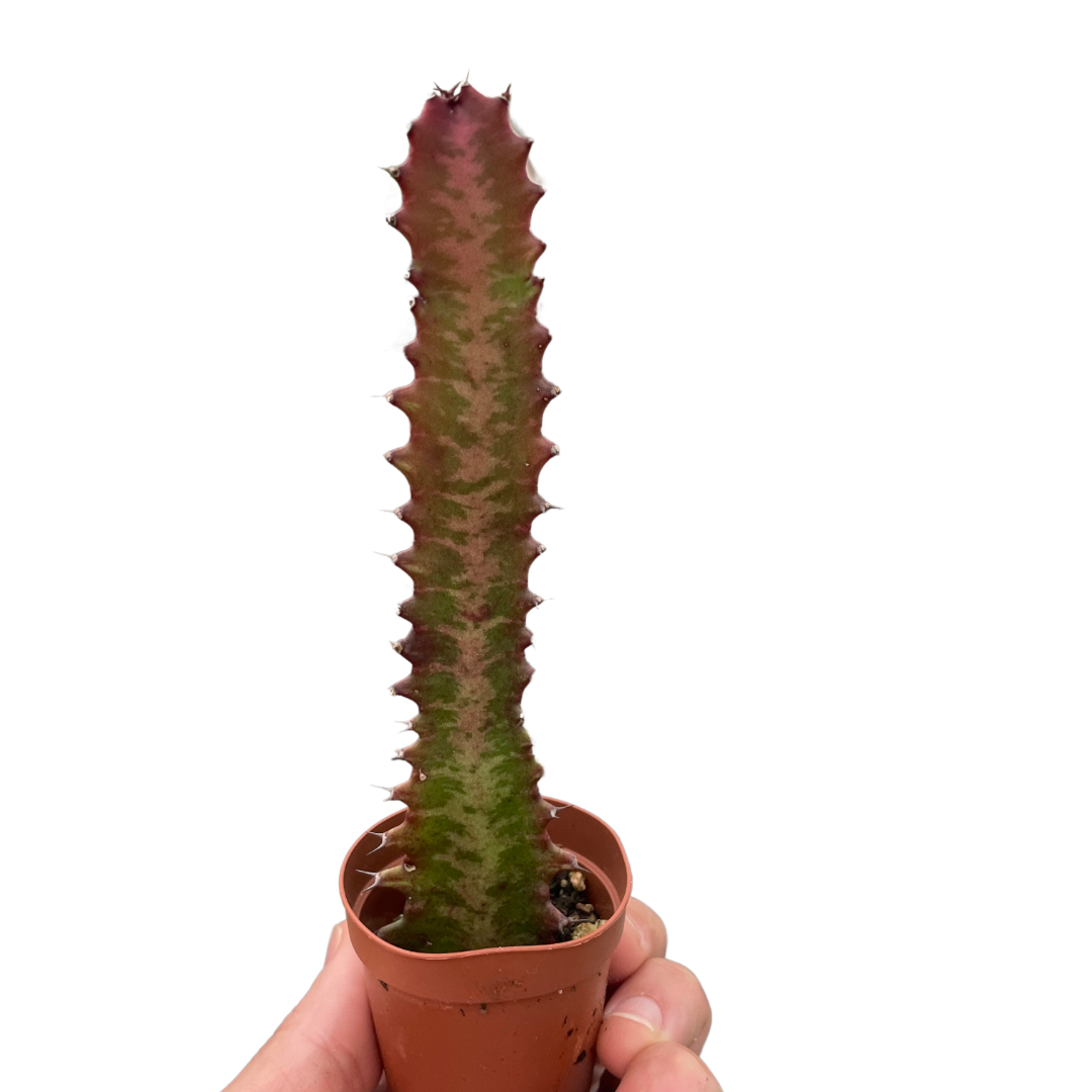 African Milk Tree 'Rubra'