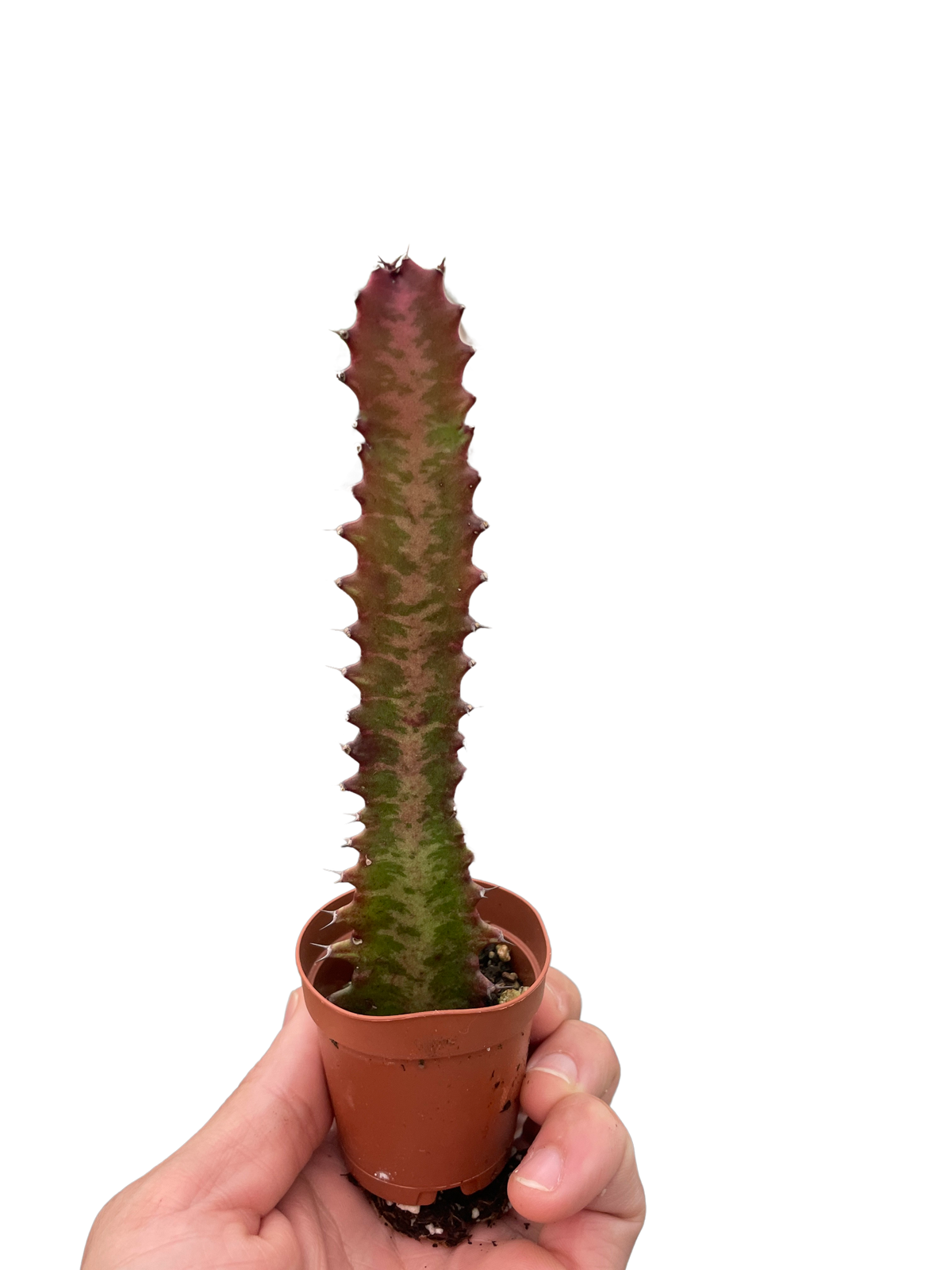 African Milk Tree 'Rubra'