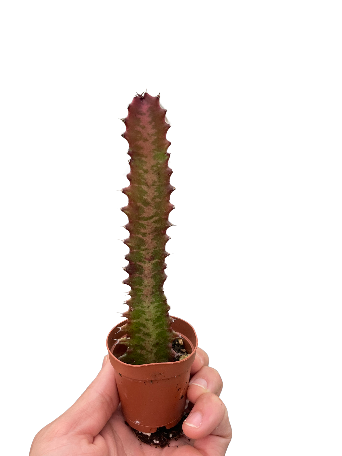 African Milk Tree 'Rubra'