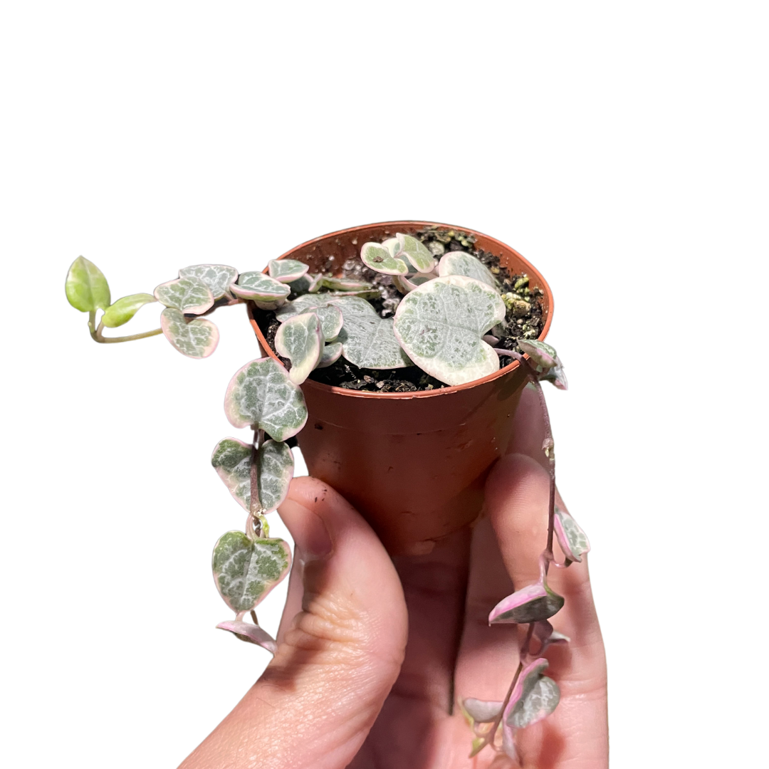 String of Hearts 'Variegata'
