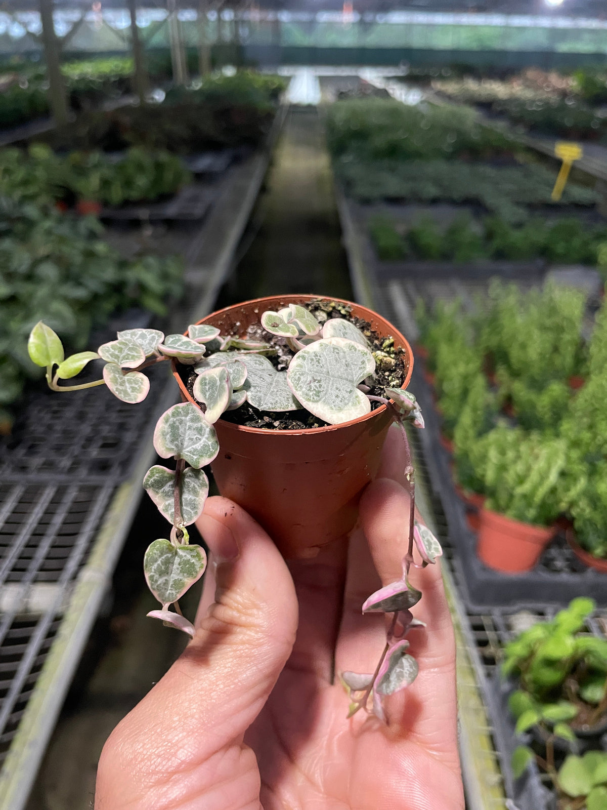 String of Hearts 'Variegata'