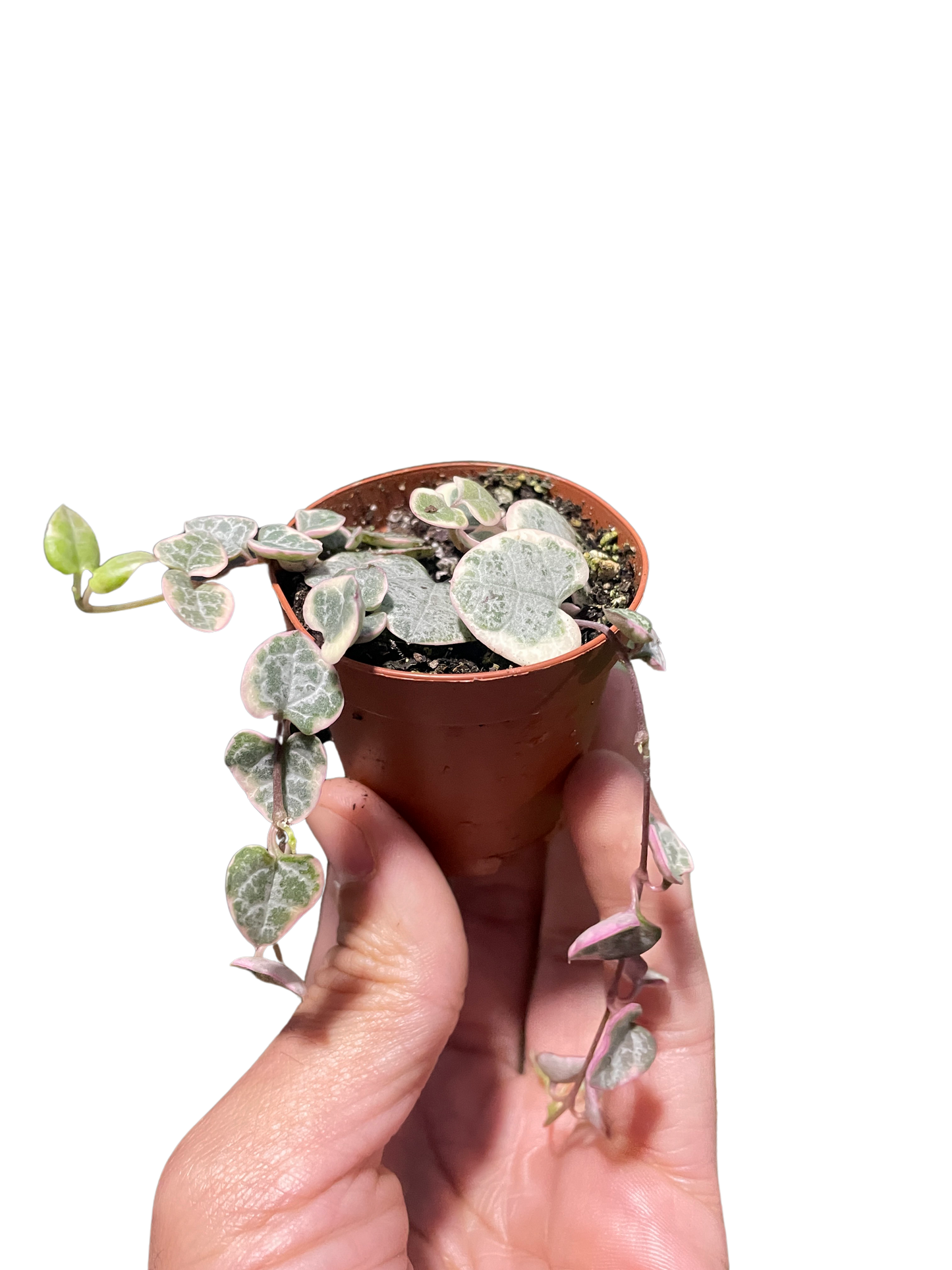String of Hearts 'Variegata'
