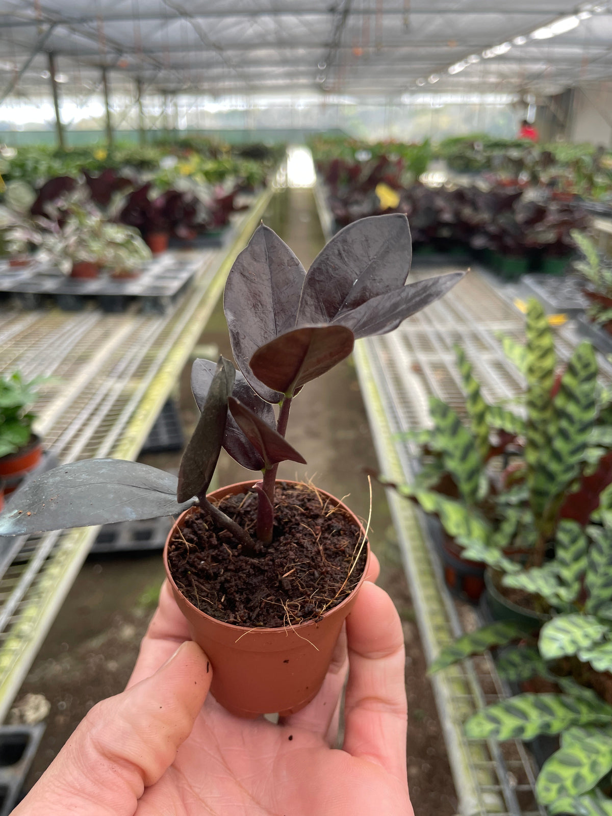 Zz plant 'Dowon'