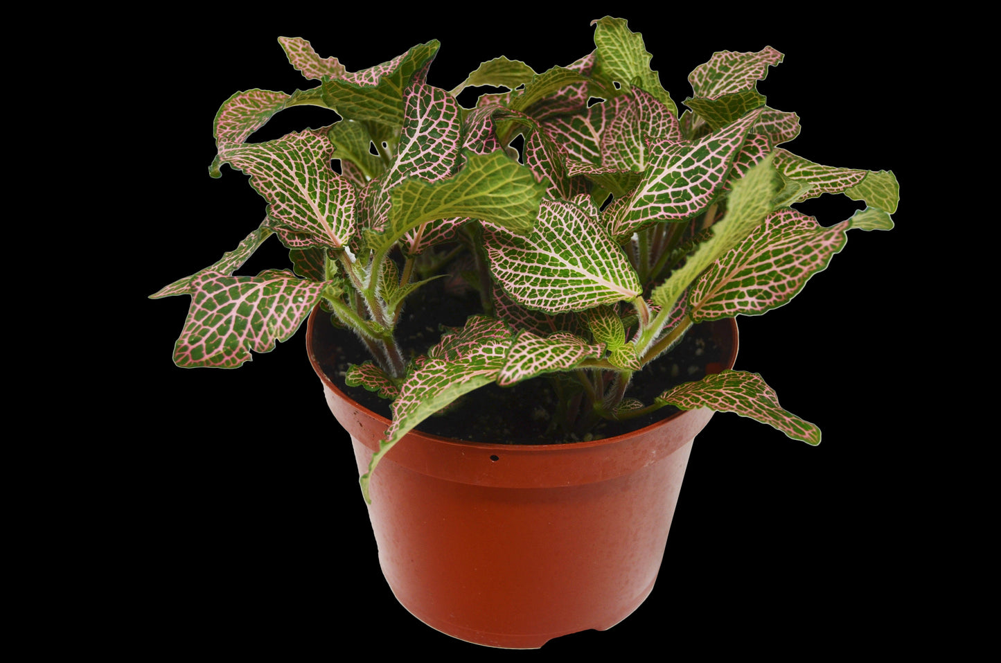 Pink Nerve Plant