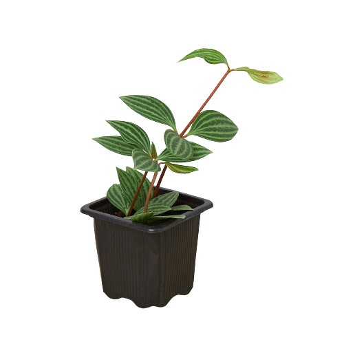 Peperomia tetragona