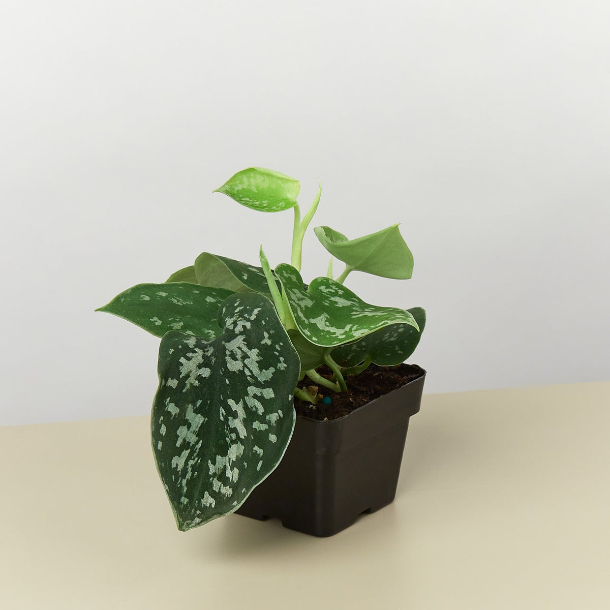 Satin Pothos 'Argyraeus'