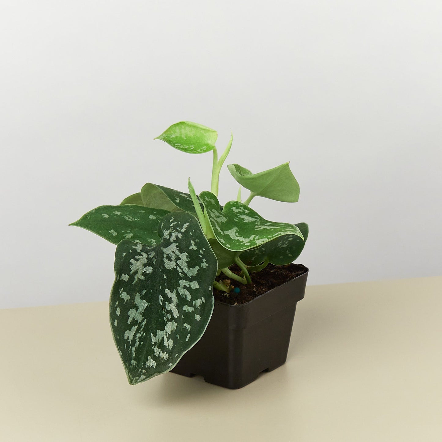 Satin Pothos 'Argyraeus'
