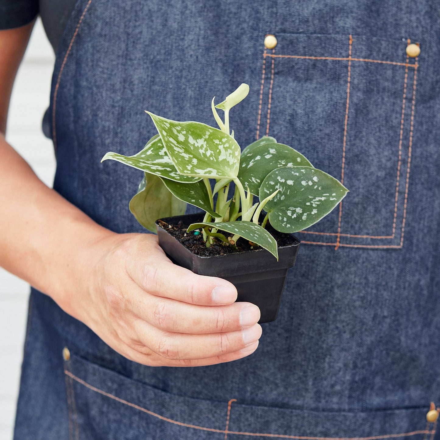 Satin Pothos 'Argyraeus'