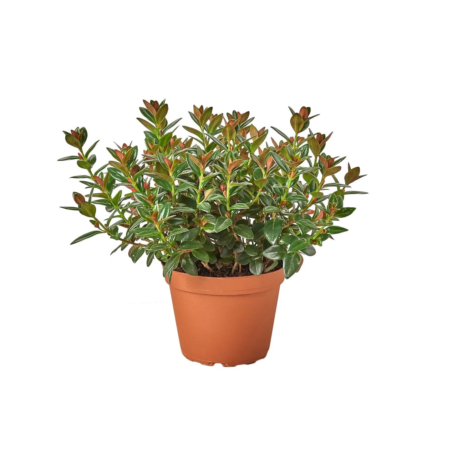 Black goldfish plant