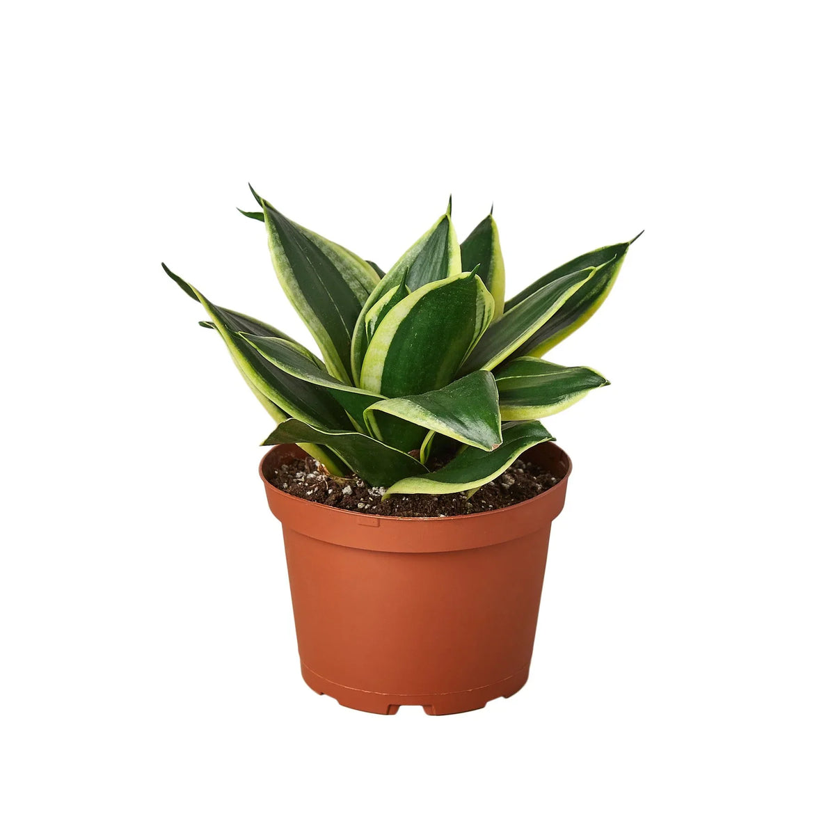 Snake Plant 'Black Gold'