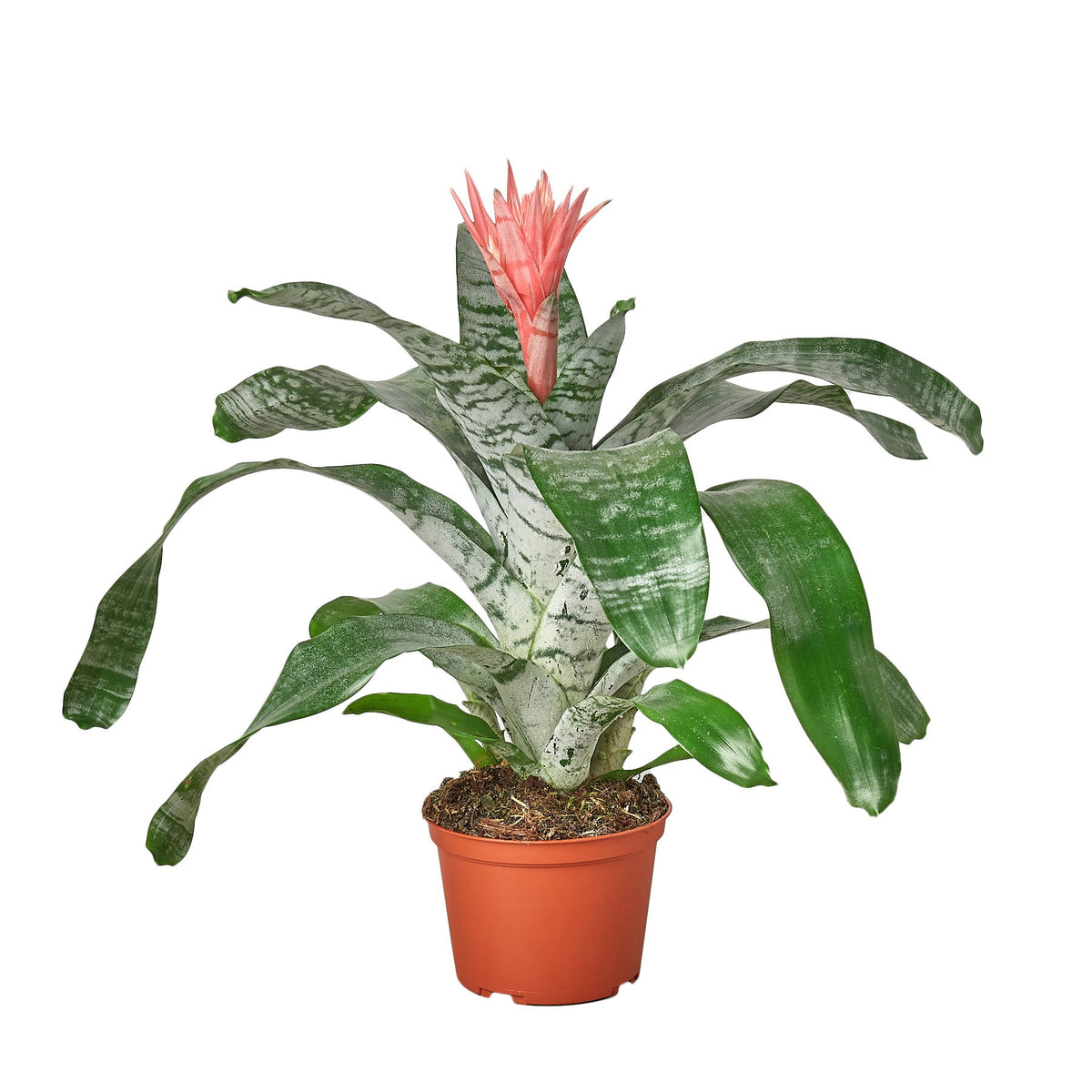 Silver Vase Plant