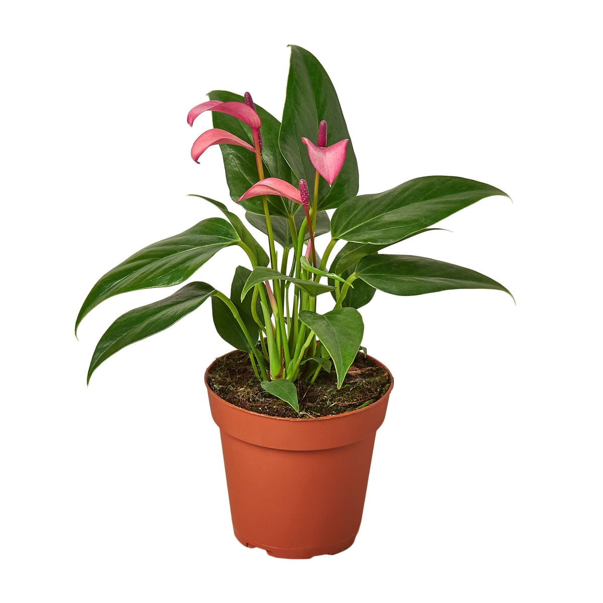 Flamingo Lily Purple