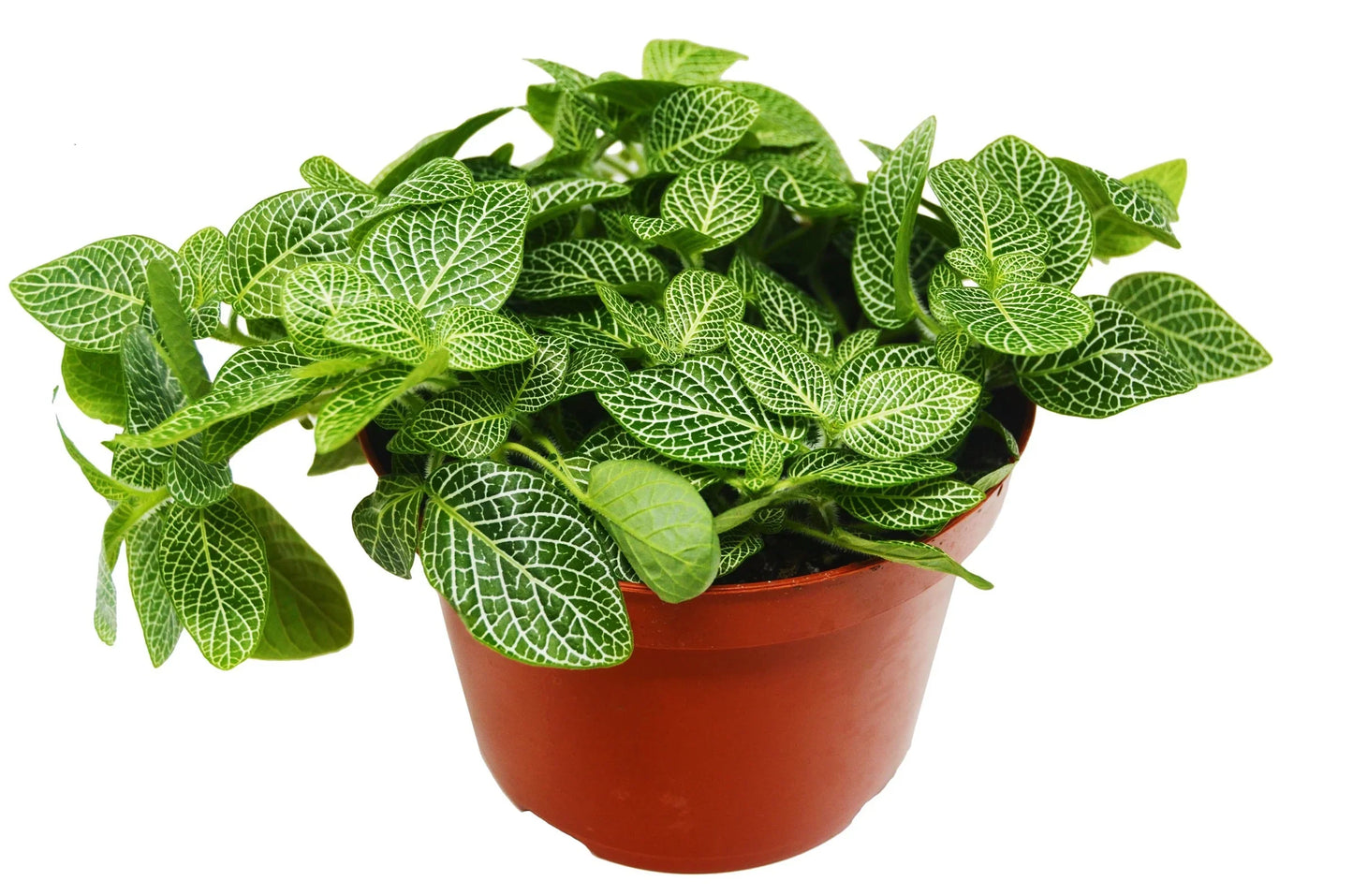 Silver Nerve Plant