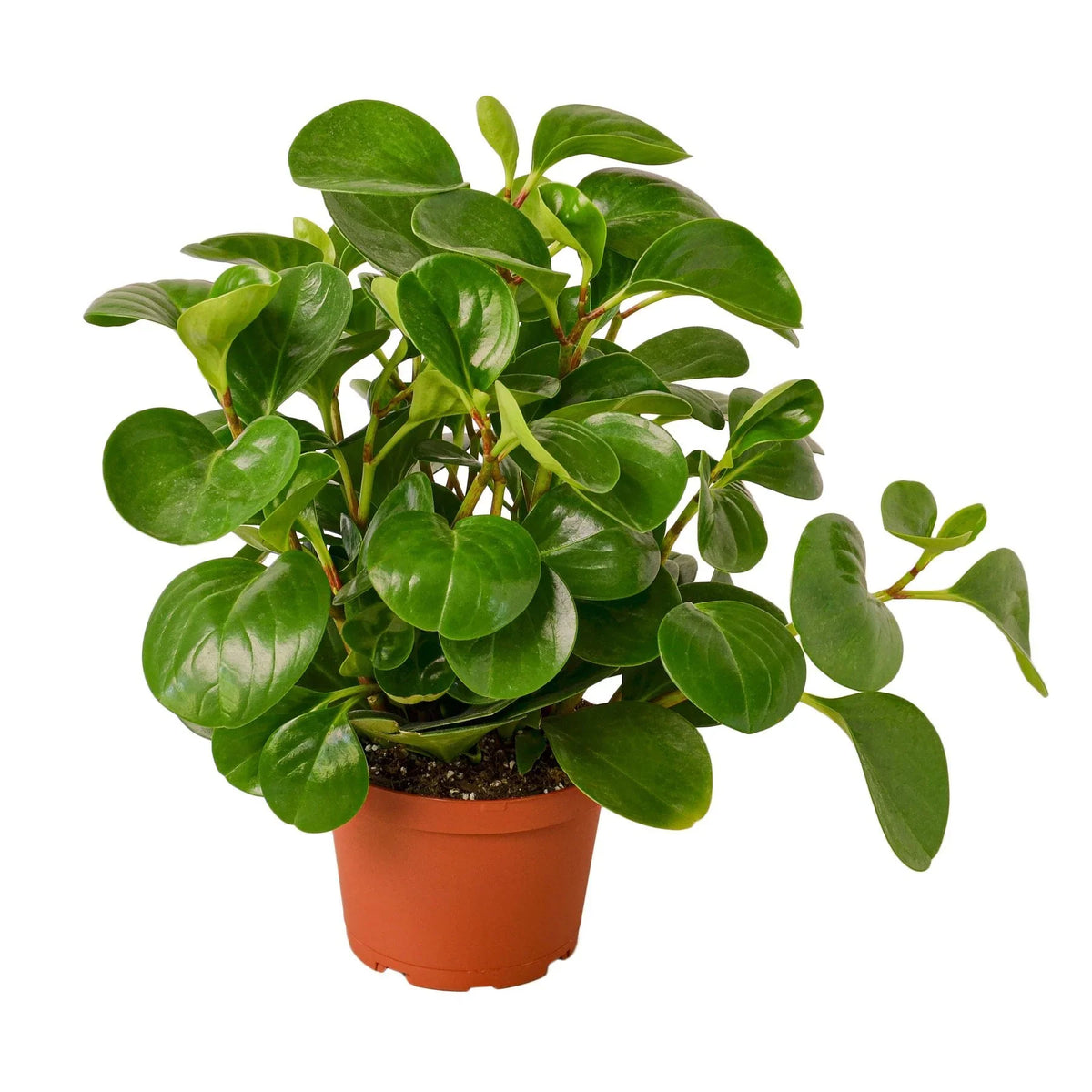 Peperomia 'Thailand