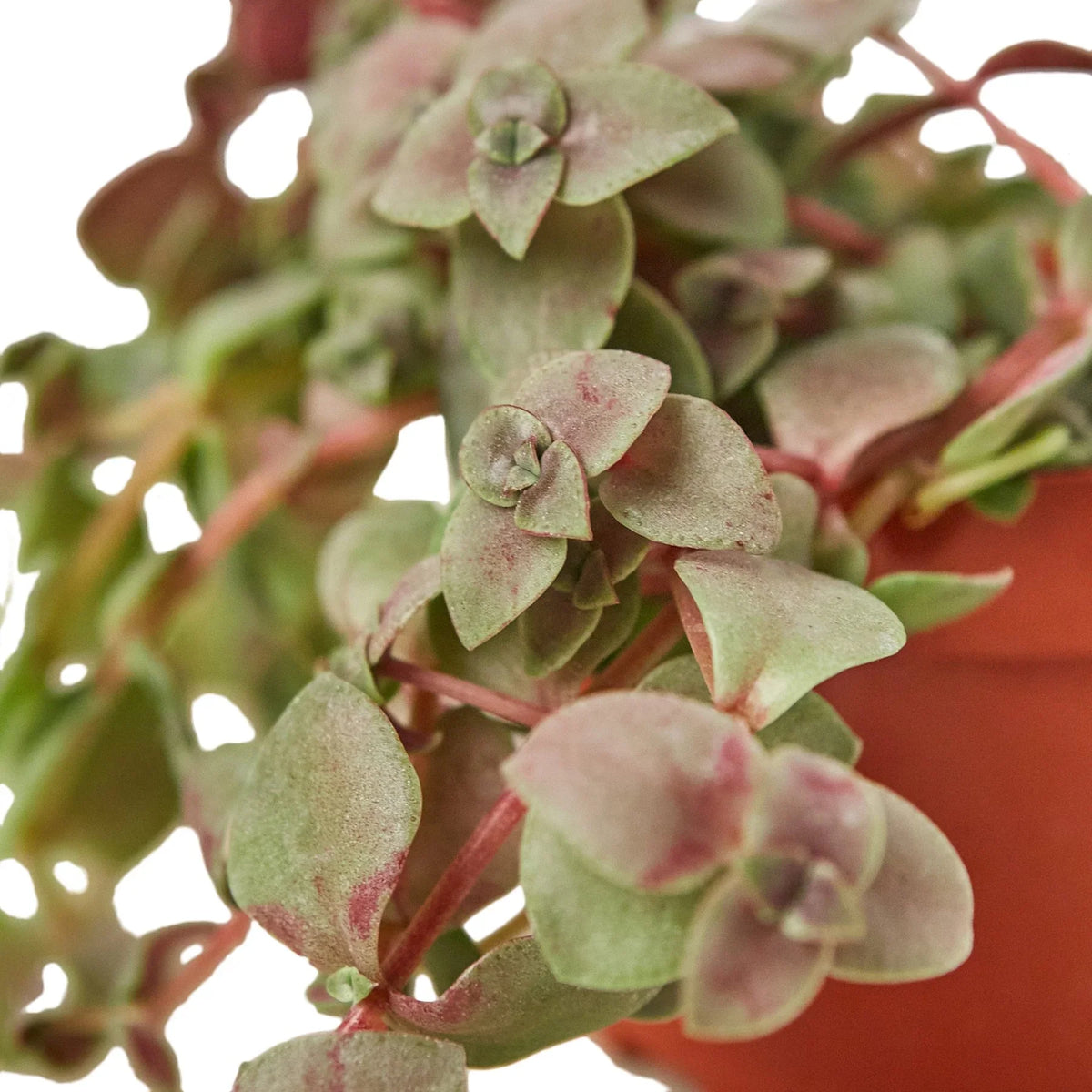 Turtle Vine