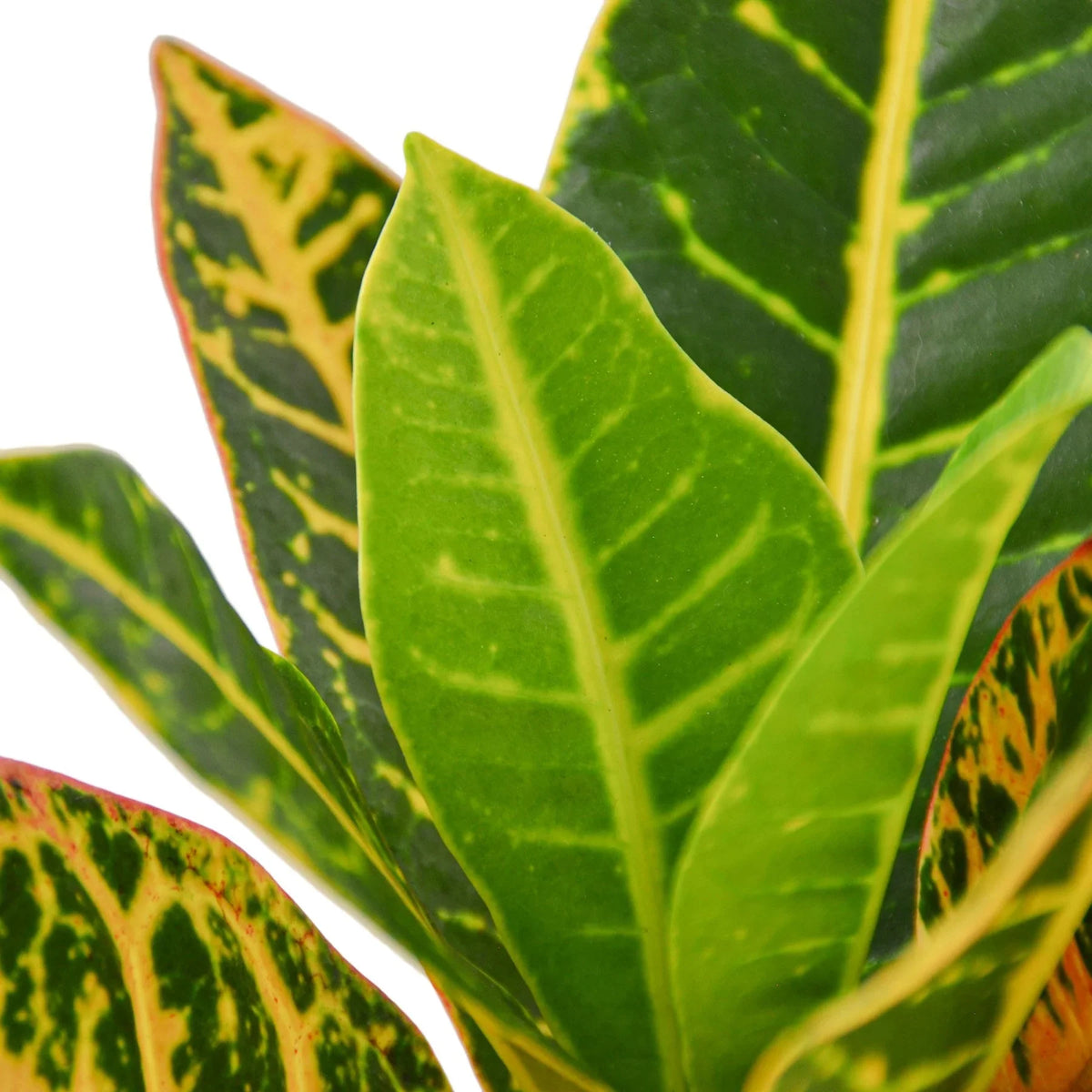 Croton 'Petra'