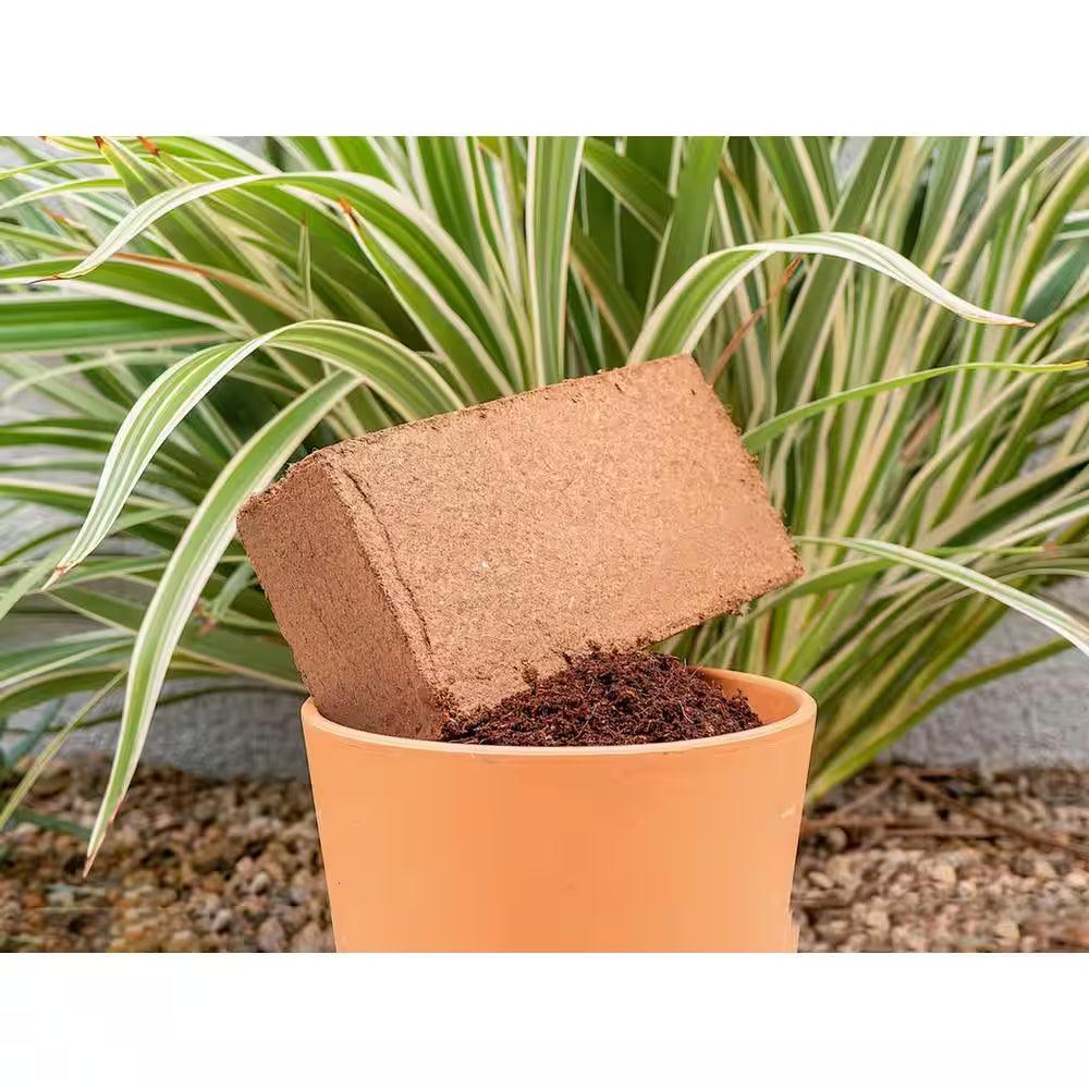100% Organic Coco Coir Briquette Potting Soil (3-Pack) - Bumble Plants