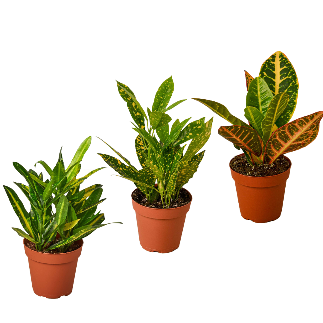 Croton Variety Pack