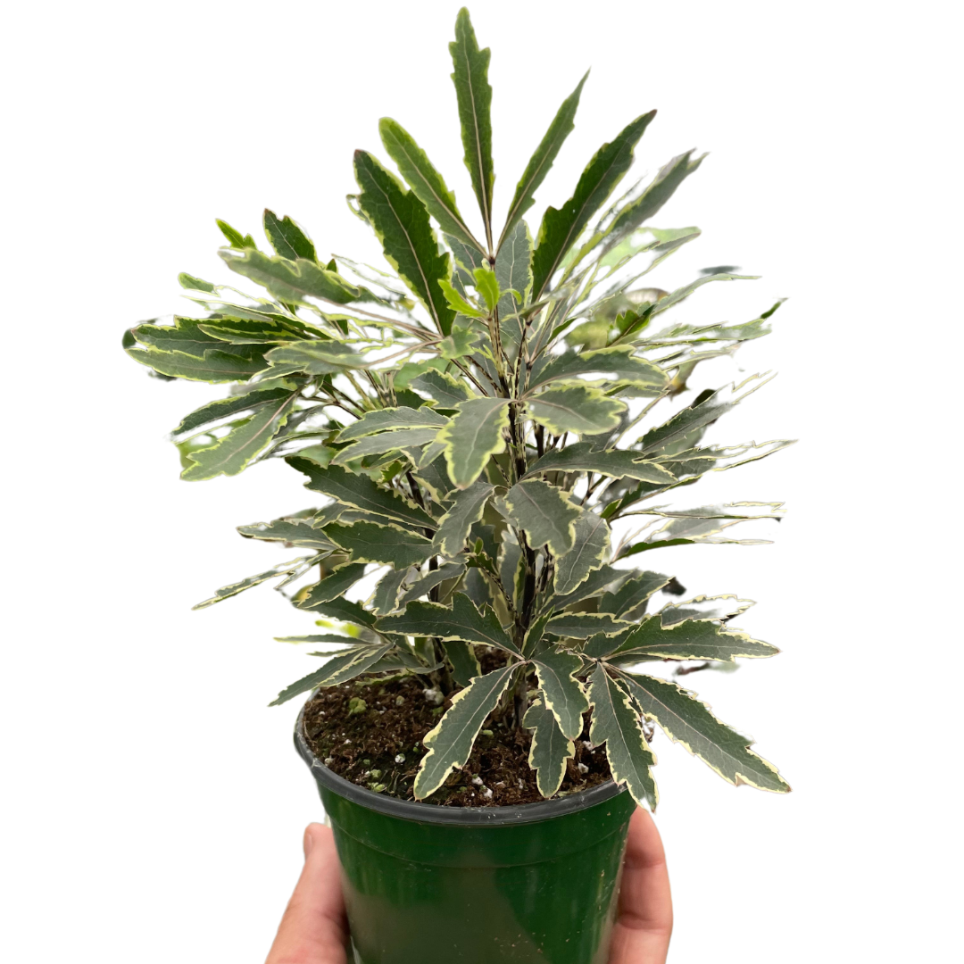 False Aralia 'Bianca'