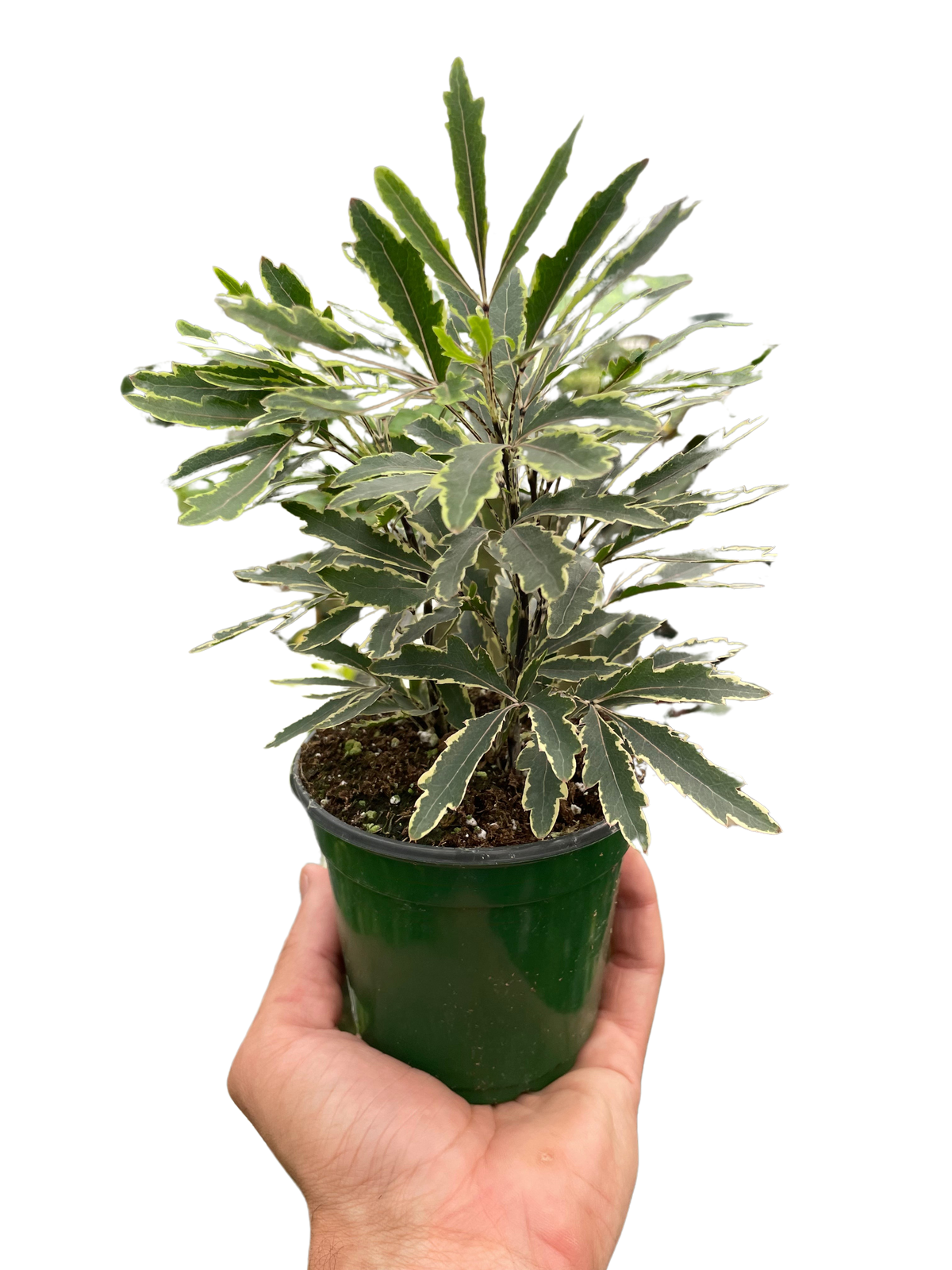 False Aralia 'Bianca'