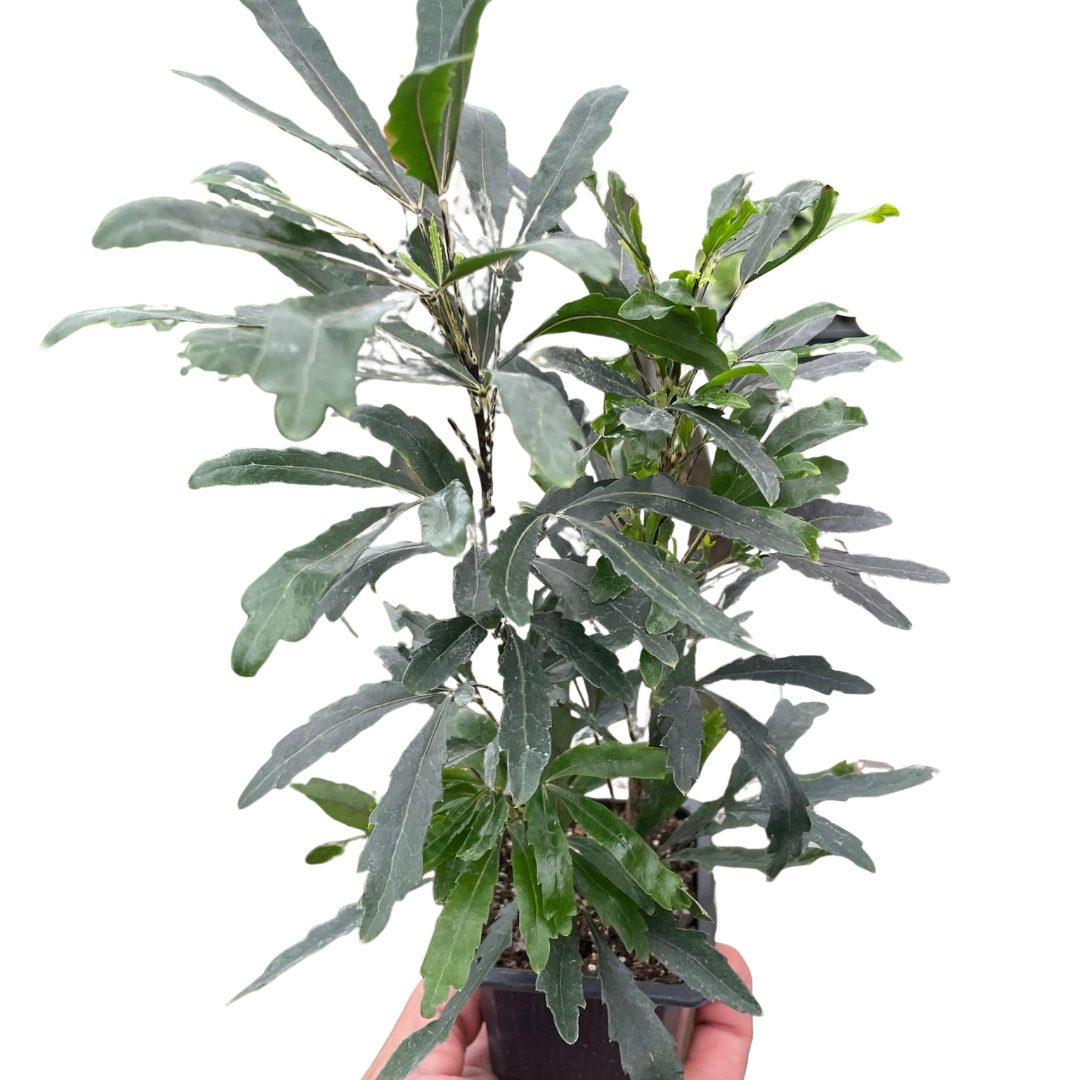 False Aralia